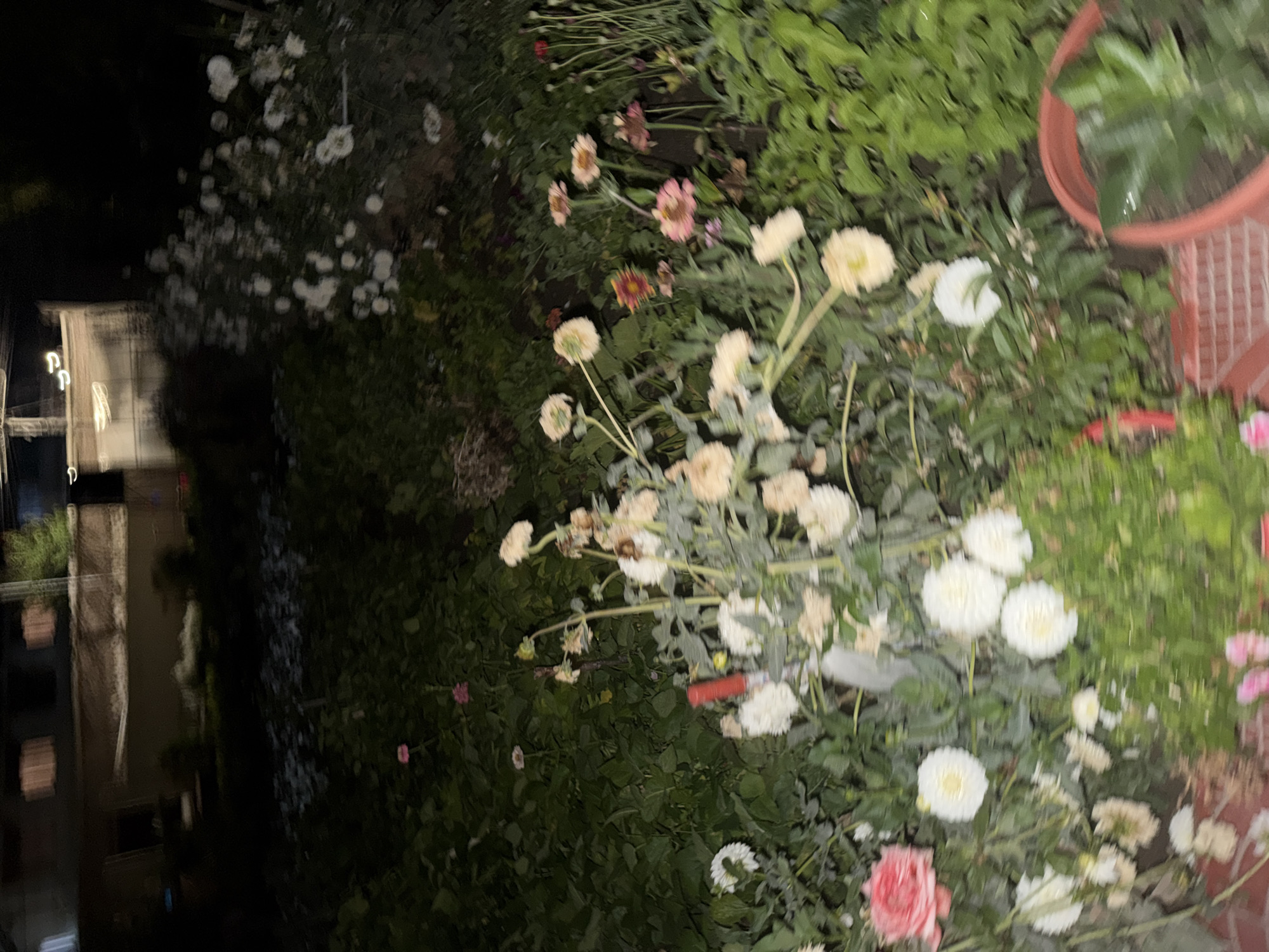 The image depicts a garden at night in Leh, India. The scene is dimly lit, with artificial light sources reflecting off a building in the background. The garden is filled with various types of flowers, predominantly white and pale pink, with some darker pink and reddish-orange varieties visible. Some flowers appear to be dahlias or similar dahlia-like blooms, characterized by their layered petals. There are also some taller, sparser flowers with fewer petals. The foliage is dense and green, suggesting a lush environment. In the foreground, a terracotta pot containing a leafy green plant is visible, positioned on what appears to be a red brick surface. A red marker or stick is planted among the flowers in the mid-ground. The overall impression is of a well-maintained garden at rest under the night sky.