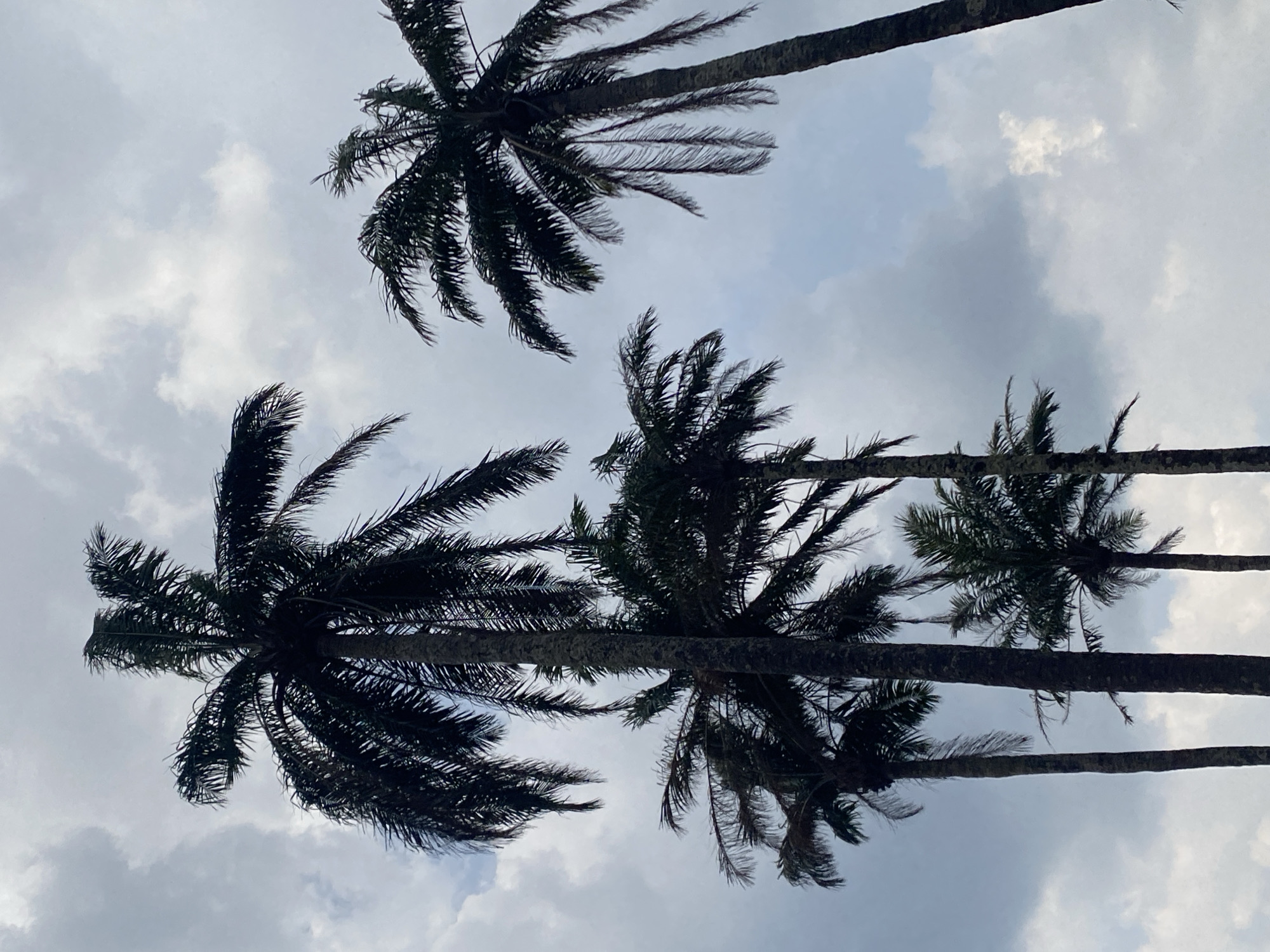 The scene in Amaigbo, Nigeria, depicts a low-angle view looking upwards at a cluster of five to six tall palm trees. These trees are rendered in dark silhouette, varying in height and trunk thickness, with their fronds extending across the frame. The background consists of an overcast sky characterized by diffuse white and gray cloud formations, with small patches of lighter sky visible between the clouds and tree fronds. No human subjects, animals, specific actions, or interactions are present within the frame.