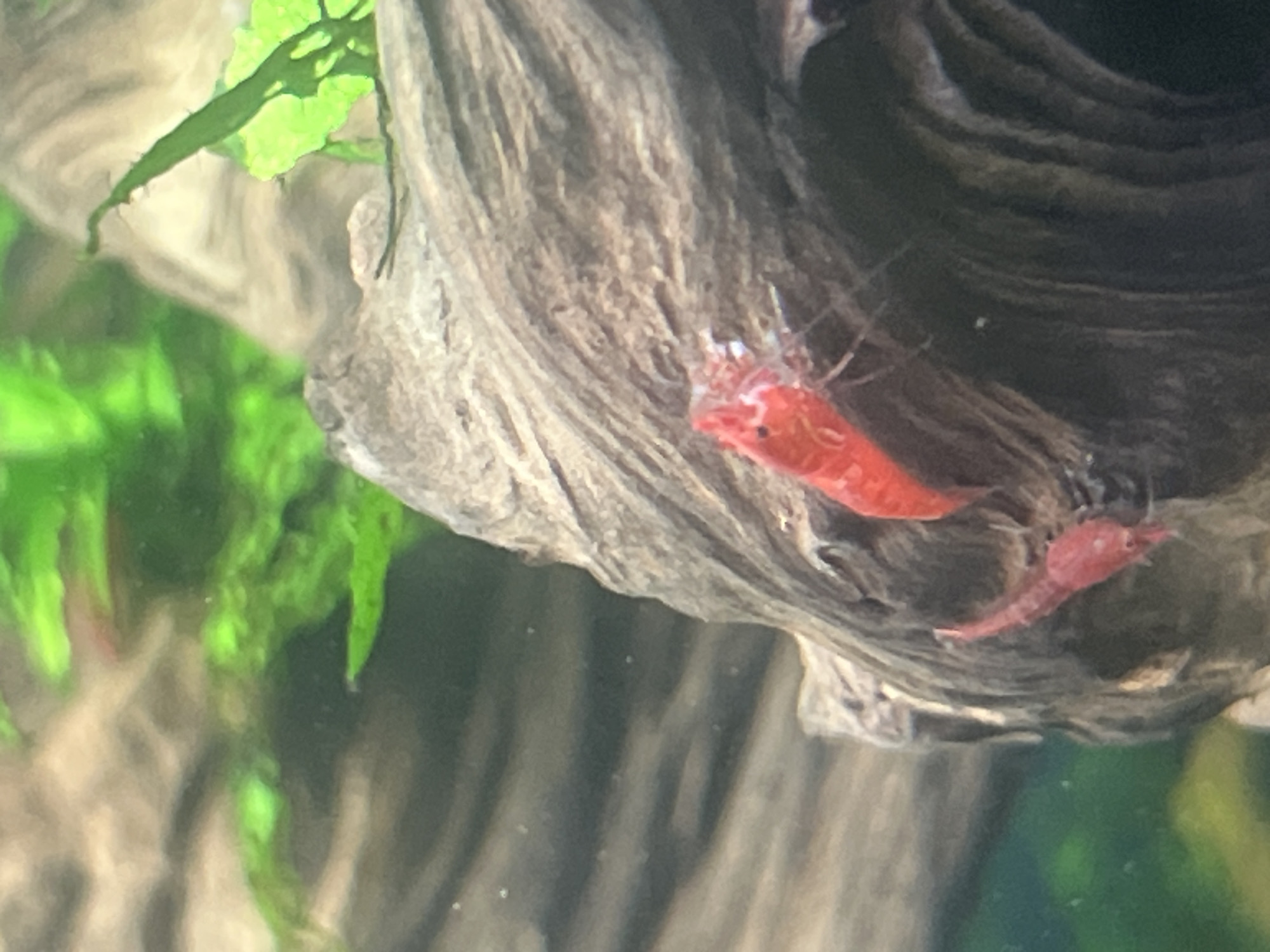 Two red cherry shrimp are visible on a piece of driftwood in an aquarium. One shrimp, larger than the other, is positioned horizontally on the top surface of the driftwood, facing right. The smaller shrimp is positioned below and to the left of the larger shrimp, facing left. The background consists of blurred green aquatic plants.