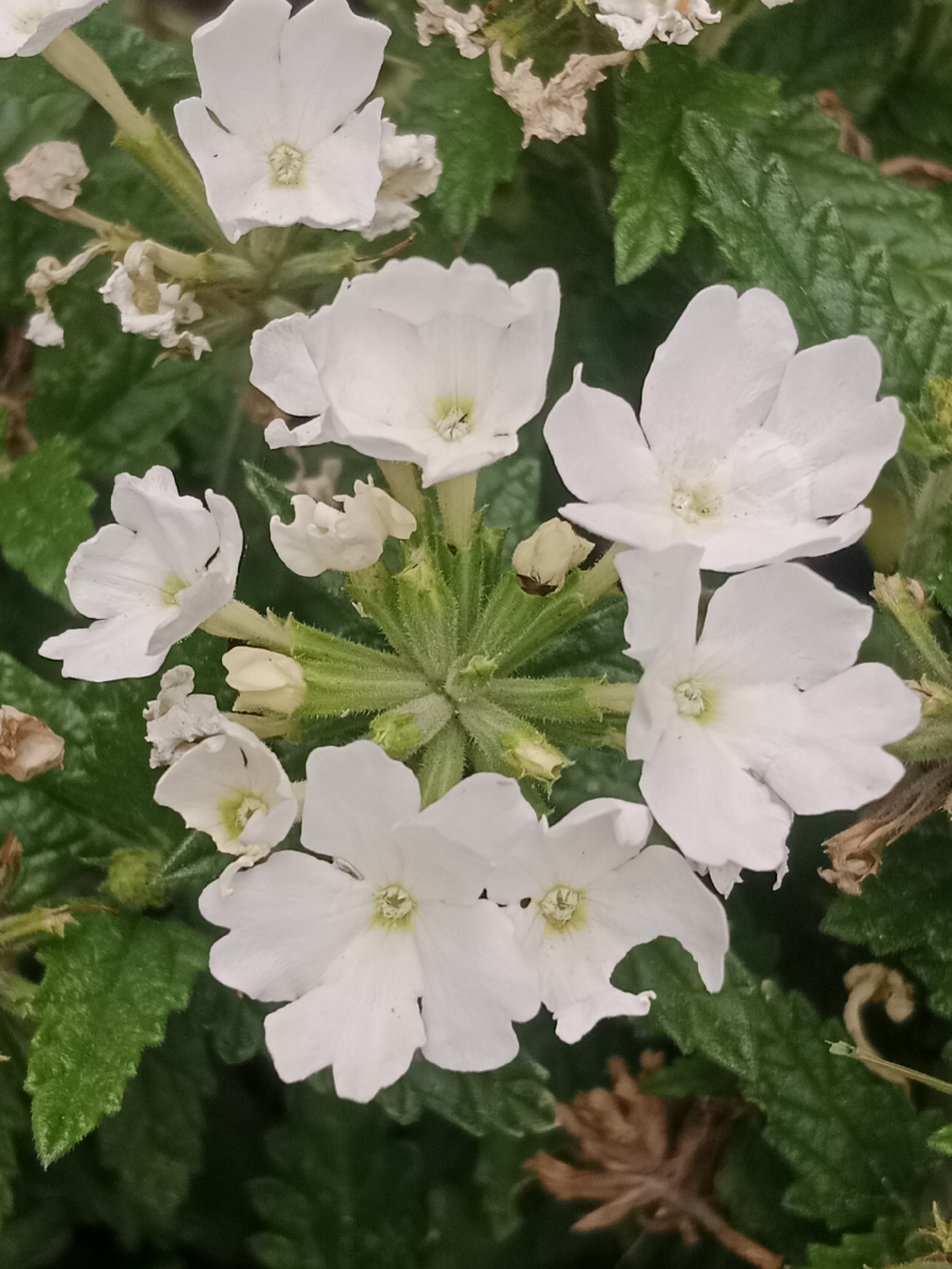A close-up, high-angle shot captures a cluster of white flowers with delicate petals and green stems. The flowers are arranged in a radial pattern, with some buds and dried brown plant matter interspersed throughout. The background consists of blurred green leaves, suggesting an outdoor setting. There are no people or visible urban elements, making it impossible to determine a specific location within Bydgoszcz, Poland.