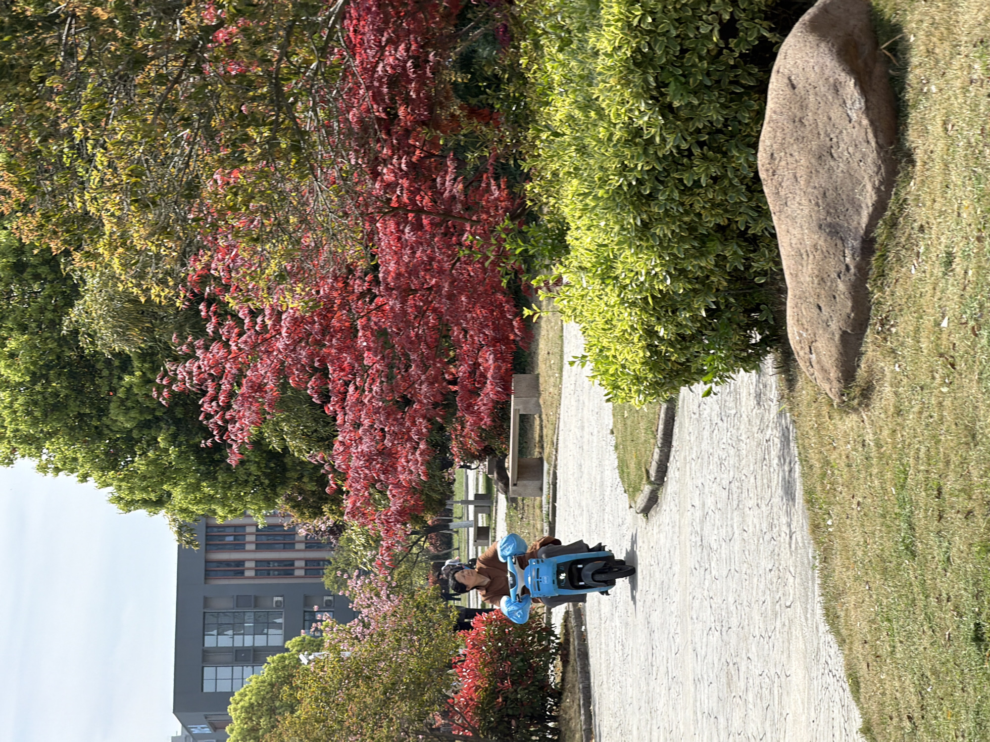 A woman rides a small, blue electric scooter on a stone-paved path in a park-like setting. The path is bordered by vibrant trees with green and red foliage, bushes, grass, and a large rock. In the background, a tall, modern building is visible under a partly cloudy sky. The scene suggests an urban park in the Jiangning District of China during the fall season.