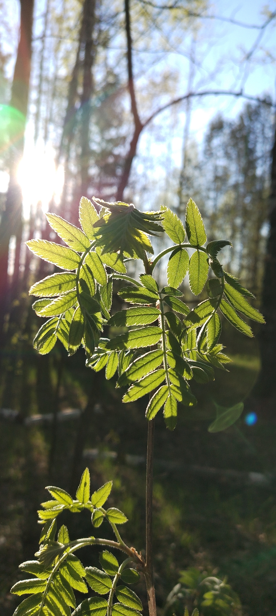 The image depicts a close-up of a young rowan tree sapling in a forest in Zipunovo, Russia. The sunlight filters through the trees, illuminating the serrated leaves and highlighting their intricate vein patterns. The stem is slender, and the background is a blur of trees and foliage.