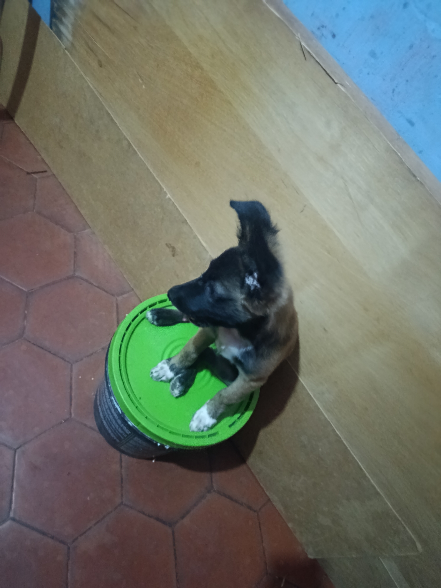 A medium-angle, indoor shot shows a brown and black puppy sitting on top of a green paint can lid. The can is grey and partially visible. The puppy faces the left and is near a corner where a wooden surface meets a blue-painted wall. The floor is tiled in a hexagonal pattern of brown tiles. The scene is reported to be in Juan Griego, Venezuela.