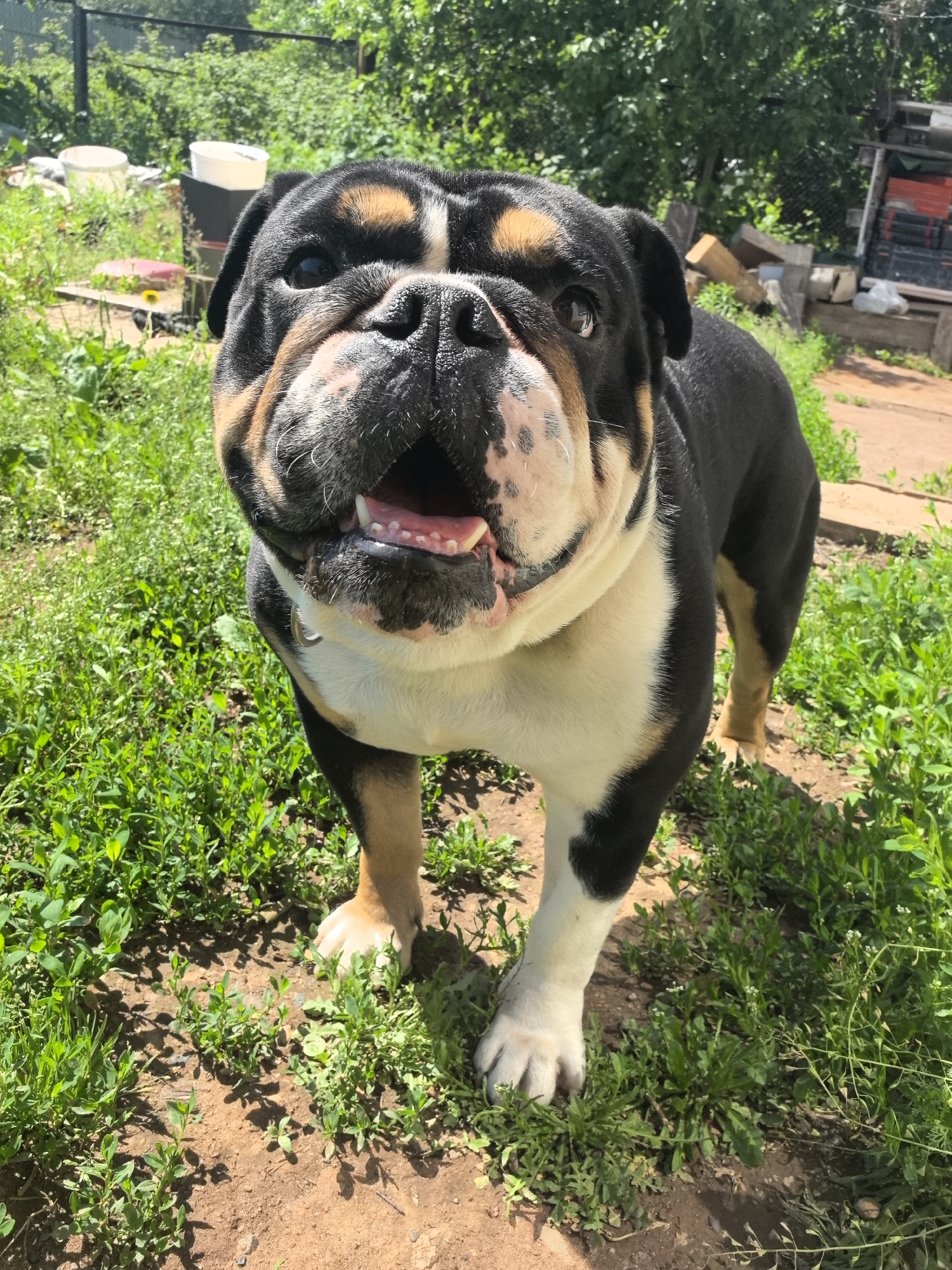 The image displays an English Bulldog, characterized by its tri-color coat of black, tan, and white, standing outdoors under bright sunlight. The dog, positioned centrally and facing the viewer, has its mouth slightly open, revealing its tongue and lower teeth, with a spotted pink and black nose. Tan markings are visible above its eyes and on its front legs, while its chest and muzzle are predominantly white. A silver-colored collar ring is present on its neck. The ground beneath the dog is a mix of bare brown soil and patches of vibrant green grass and weeds. In the background, a chain-link fence separates the immediate area from dense green foliage and trees. To the left background, two white buckets are visible, with additional smaller objects and a dark container. To the right background, an assortment of wooden planks and debris is scattered near a rustic structure. Shadows cast on the ground indicate a clear, sunny day. This scene is situated in the city of Noviy, Russia.