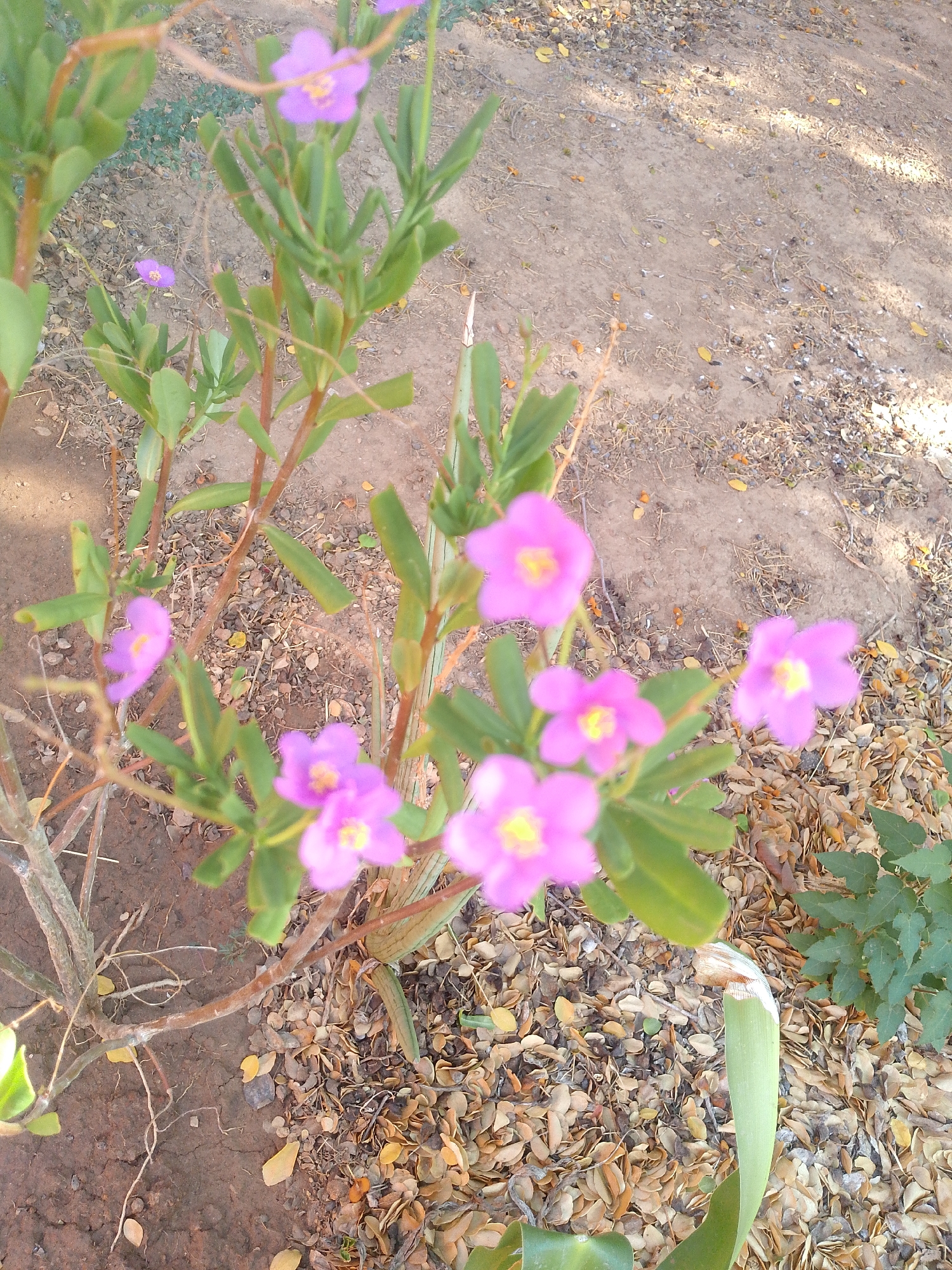 A medium-shot photograph taken outdoors in an area with a dirt and leaf-covered ground, likely in Juan Griego, Venezuela, shows a small, flowering plant. The plant has multiple stems with green, oblong leaves and several vibrant pink, cup-shaped flowers with yellow centers. The plant is centered in the frame, though slightly to the left. Behind the plant is a patch of exposed soil and a few dried leaves. To the right of the plant, there are more leaves and a glimpse of a green, leafy plant. A partially cut leaf of an Iris or similar plant is visible lower right. The light is bright and appears natural, casting shadows that suggest it's daytime.