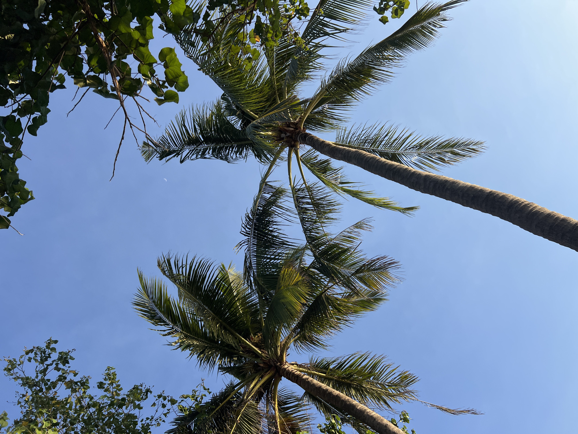 A low-angle shot of two palm trees against a clear blue sky. Green leaves from both palm trees extend into the frame from the top and sides. The fronds of the palm trees are long and wispy, with sunlight filtering through them. In the distance, a sliver of the moon is visible in the sky. The trunks of the palm trees are thick and textured, with rough bark. The scene appears to be located in Kuta, Indonesia, given the presence of palm trees and the clear blue sky, consistent with the tropical climate of the region. There are no people or animals visible in the image.