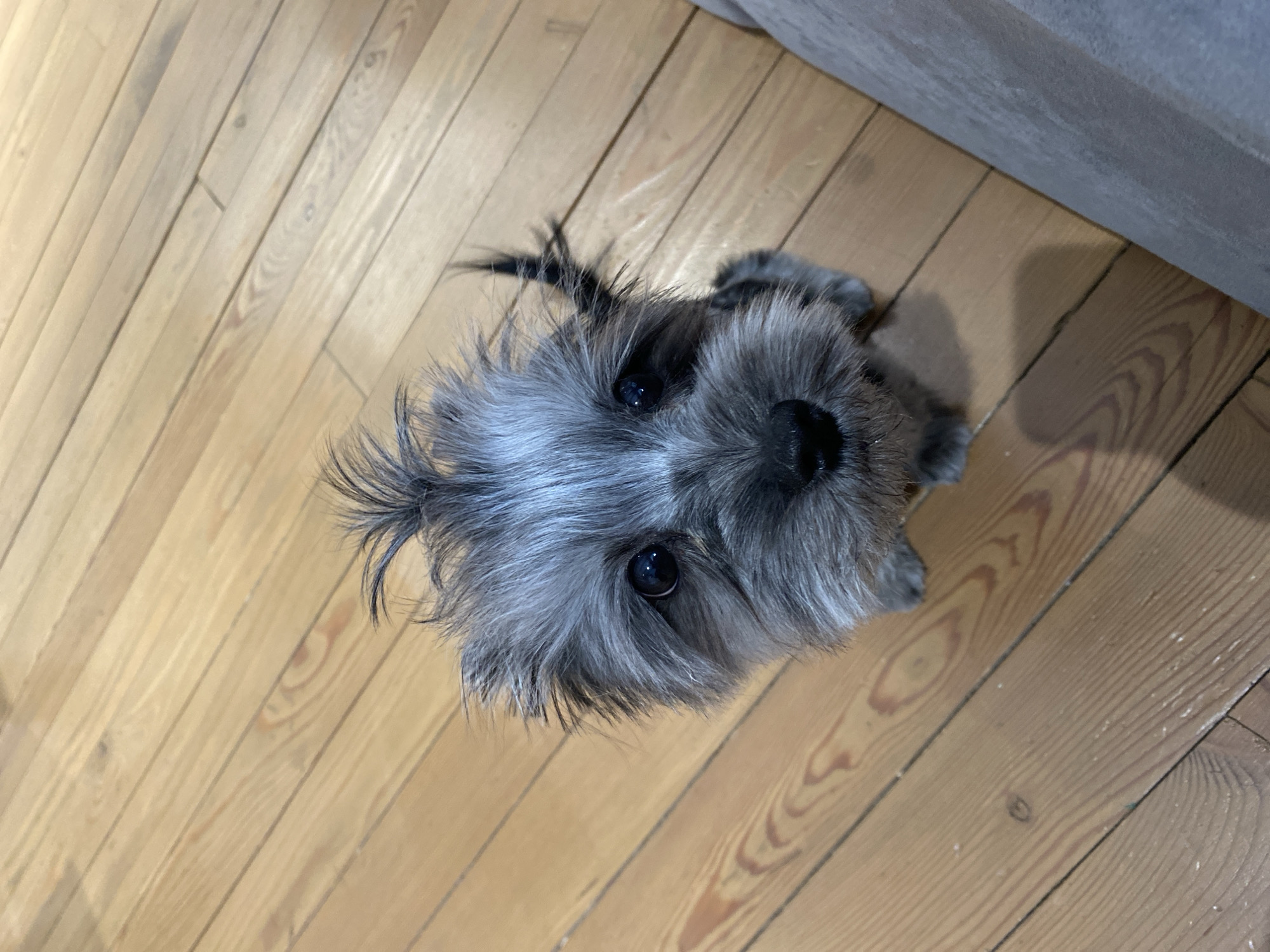 A small, gray, terrier-type dog sits on a light brown hardwood floor with visible grain. The dog is positioned near a light gray upholstered sofa or similar furniture. The environment suggests an indoor domestic setting. The dog appears to be looking up at the camera. There is no information in the image to suggest the location is the city of Chaikovsky, Russia.