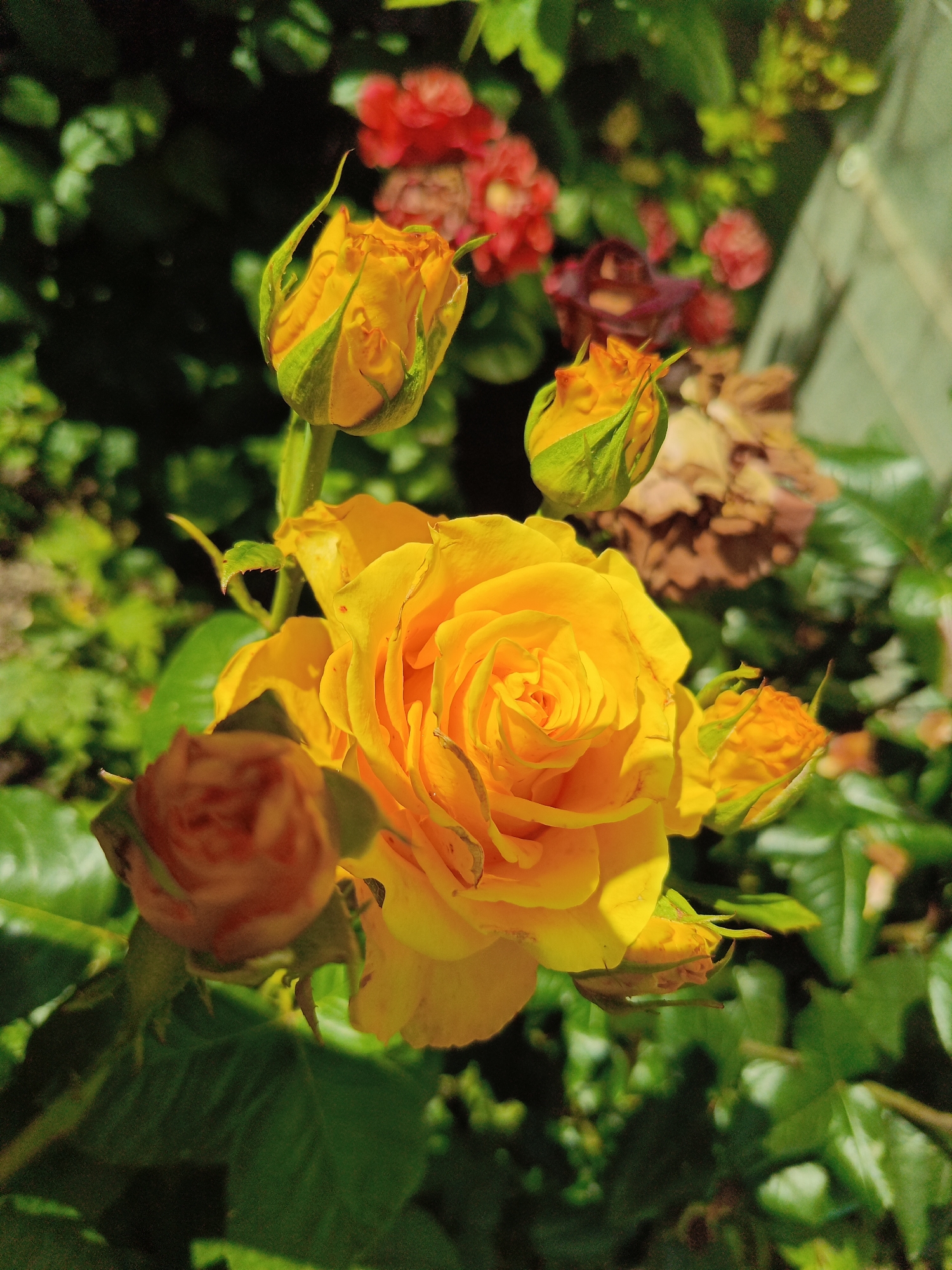A close-up, sun-drenched shot captures a vibrant yellow rose in full bloom, its intricate petals unfurling in a spiral. Several smaller yellow rosebuds, still partially enclosed in green sepals, surround the main flower, with one bud to the upper left and another to the lower right of the frame. A partially opened, reddish-pink rose can be seen in the blurred background, along with other out-of-focus red and dark flowers. The greenery of rose leaves and other plants forms a lush backdrop, with hints of dried, brown rose petals also visible in the mid-background. The lighting suggests it is daytime, with strong sunlight casting highlights and shadows on the petals. The scene appears to be outdoors, likely in a garden, though no specific location is identifiable.
