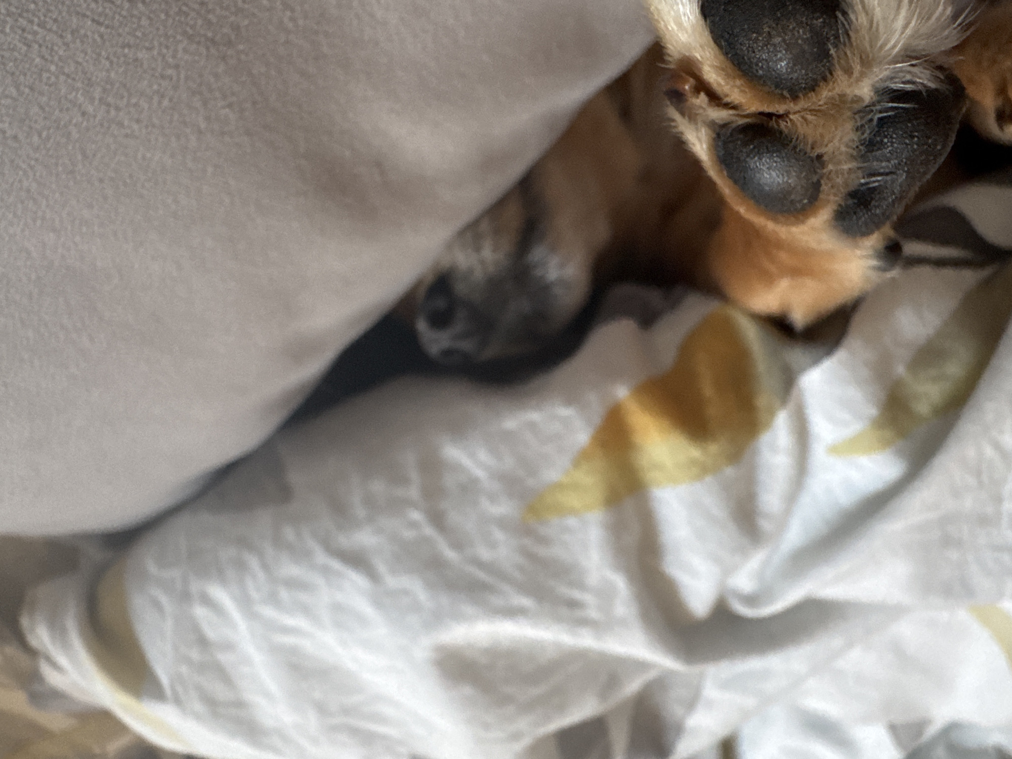 A close-up shot shows a dog's paw with black paw pads resting on a white and yellow patterned bed sheet. The dog's nose is visible peeking out from under a light gray pillow. There is no information available to associate this image with the city of Chaikovsky, Russia.