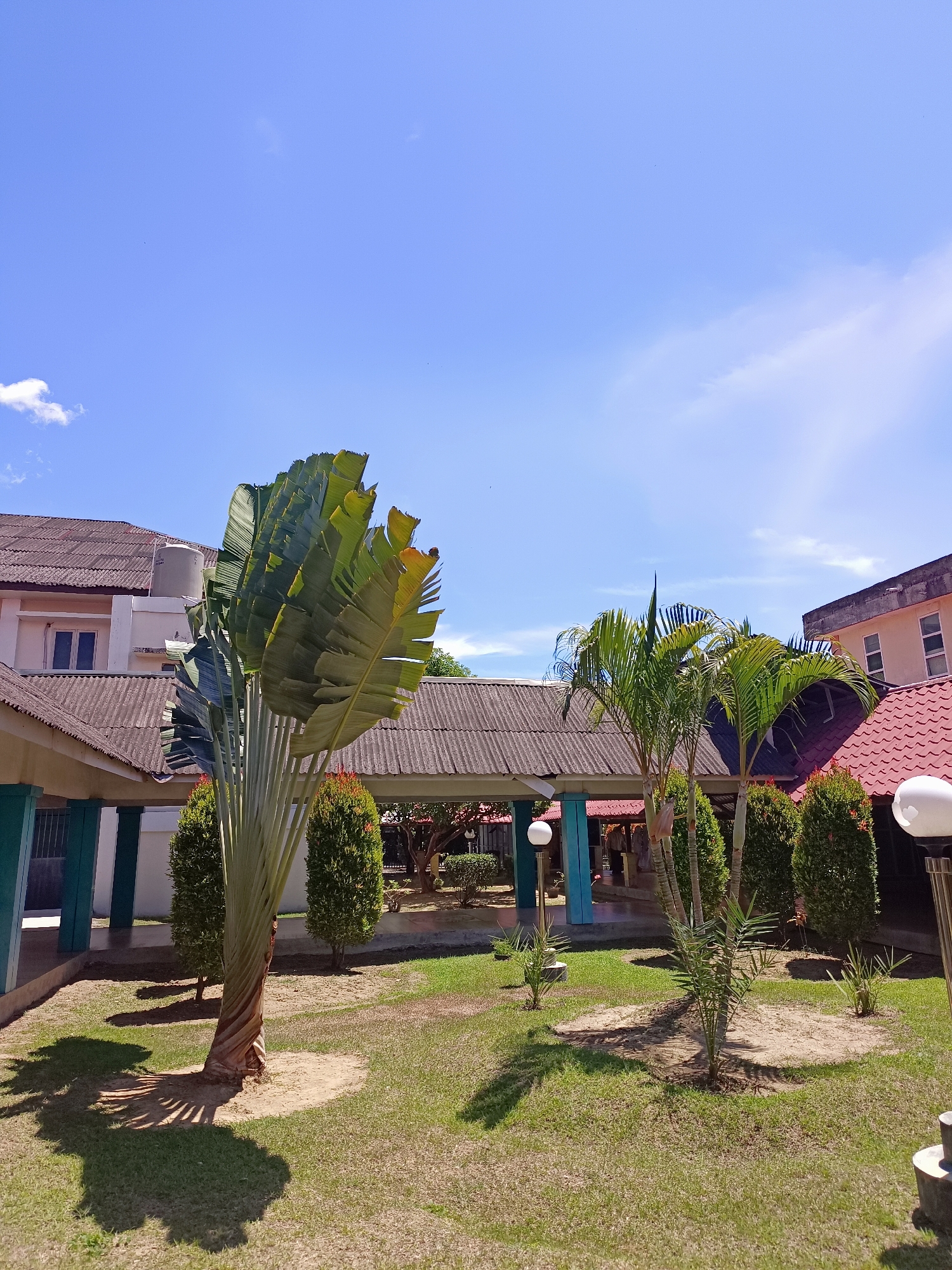 The image shows a courtyard with a bright blue sky and scattered white clouds. In the foreground, a large, fan-shaped traveler's palm tree dominates the left side of the frame, its large leaves casting a distinct shadow on the green grass. Two smaller, bushy green plants flank the palm. To the right of the traveler's palm, two smaller palm trees stand, with a line of similar bushy green plants behind them. The ground is covered in well-maintained green grass, with some sandy patches around the base of the trees.
In the background, a long, covered walkway with a corrugated roof connects several buildings. The buildings have tiled roofs, some red and some grey. One building on the left appears to be a light-colored, two-story structure with windows. Another building on the right is also light-colored, with multiple windows visible. There are two outdoor lamps with white globes visible in the foreground, one on the right and one further back near the walkway. The scene appears to be an outdoor communal area, possibly within a school, resort, or residential complex. The overall impression is one of a sunny, peaceful day in a tropical or subtropical environment. The location is identified as Mesjid Reuntoh, Indonesia.