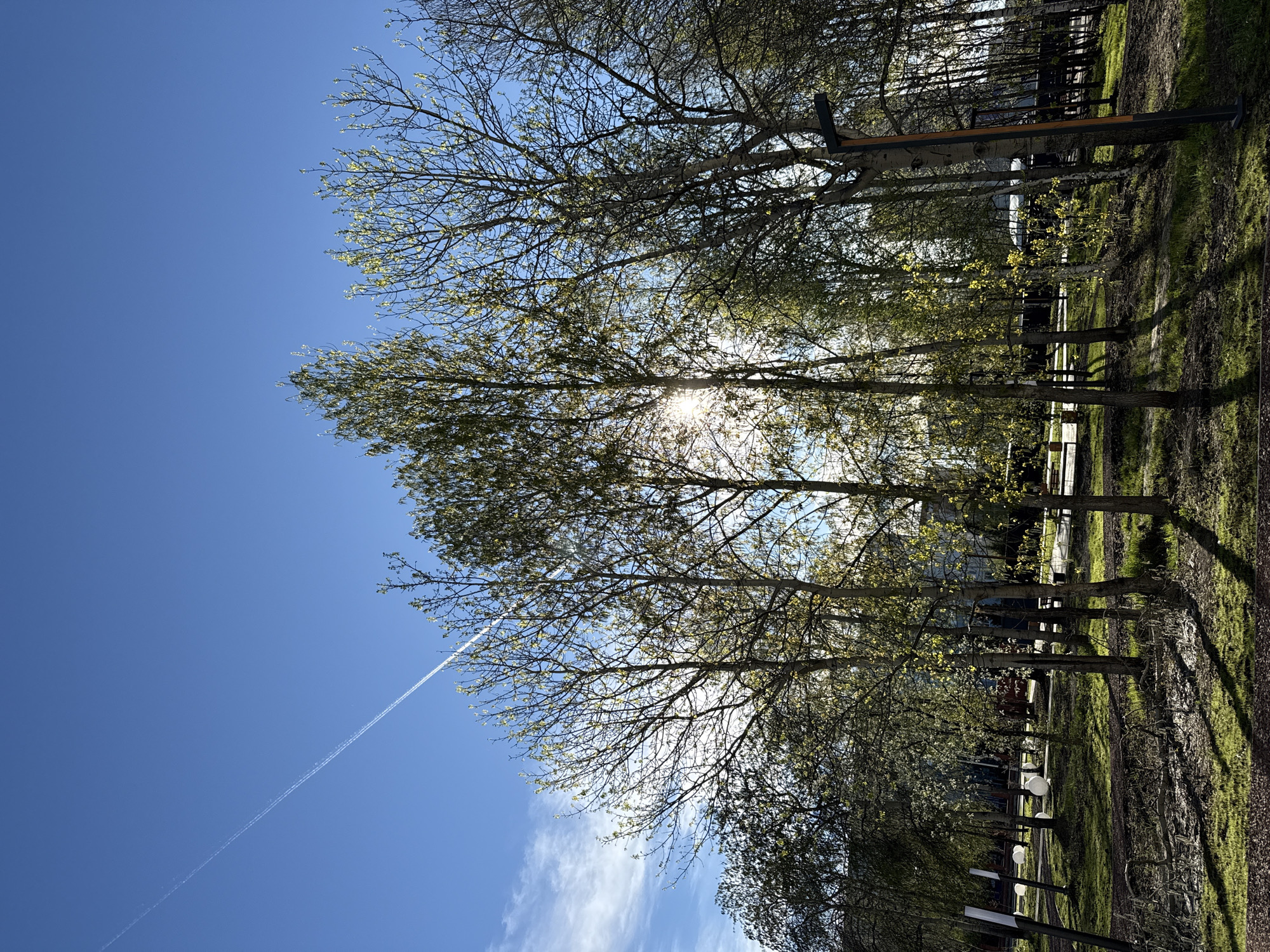 The image depicts a row of trees with budding green leaves silhouetted against a bright blue sky in Tobolsk, Russia. The sun shines through the branches of the trees, creating a bright glare. A contrail stretches across the upper left portion of the sky. The ground is covered in a mix of green grass and brown dirt. In the background, structures that could be associated with a park, or perhaps a residential area, can be seen. A light post is situated among the trees on the right side of the image.