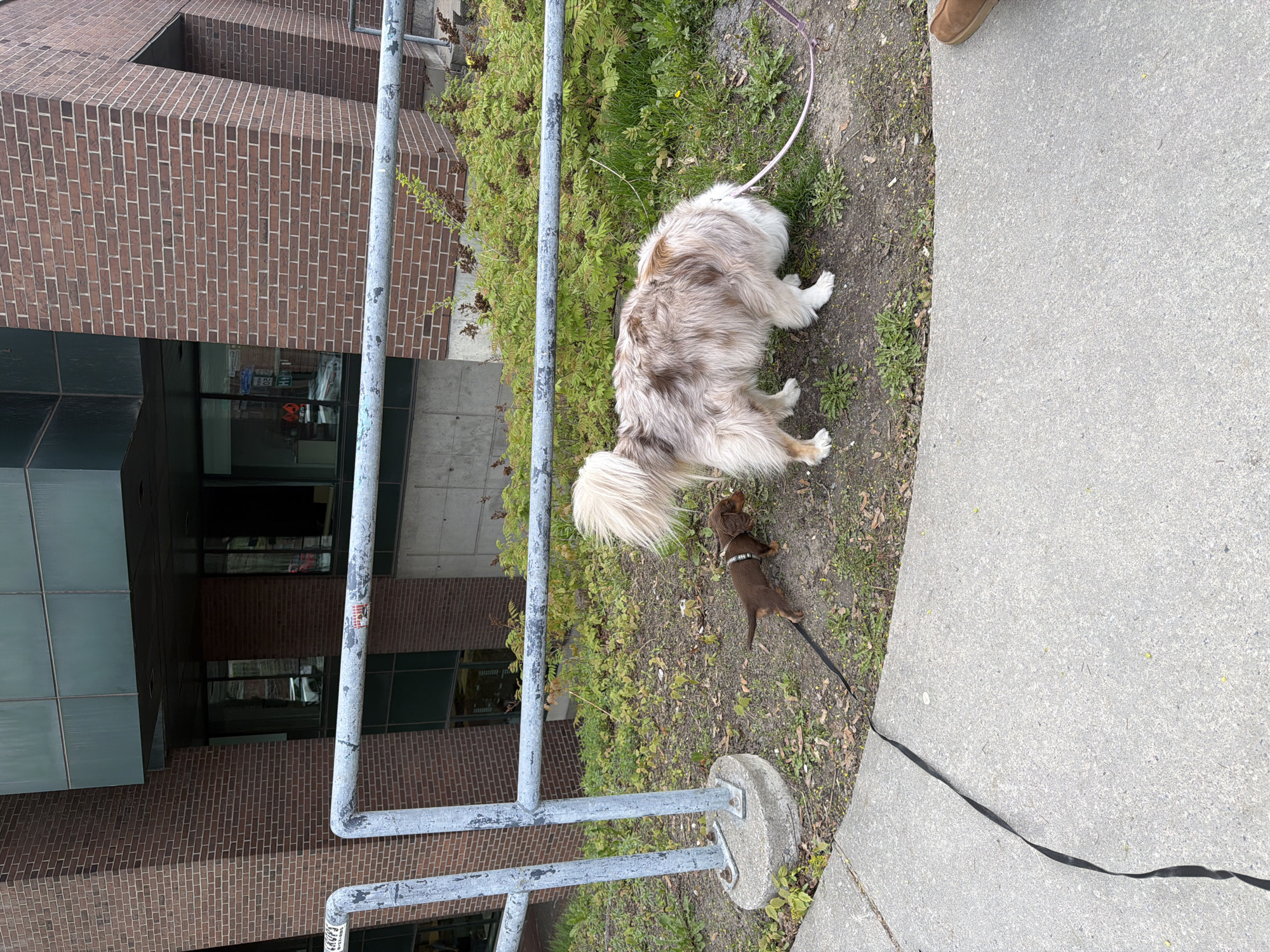 A horizontally oriented, medium-shot photograph captures two dogs on leashes near a brick building with metallic railing, beside a concrete sidewalk. The building is primarily brick with large windows, and appears to be located at McGill University in Montreal, Canada.
The larger dog, possibly an Australian Shepherd, has white, tan, and brown fur, and faces away from the camera. The smaller dog is a brown dachshund facing toward the larger dog. Both are leashed; the larger dog's leash is pink, the smaller dog's black. The dogs stand on a grassy area between the building and a sidewalk.