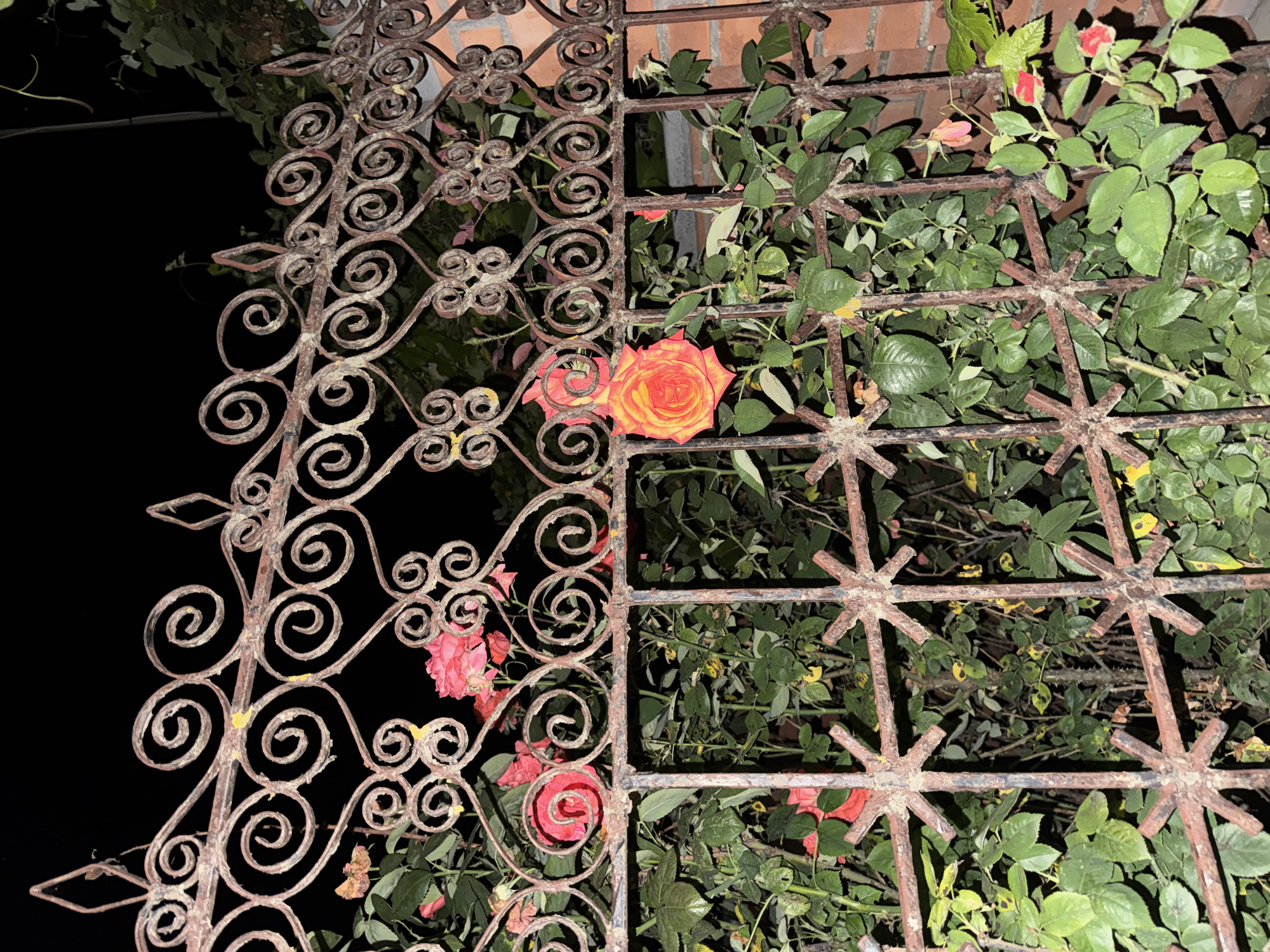 The image shows a close-up view of an ornate, rusty metal gate with a black background. The gate is decorated with intricate scrollwork at the top and a starburst pattern in the lower sections. Behind the gate, a rose bush is visible, with several pink and one orange-yellow rose in bloom, interspersed with green leaves. Some of the rose petals appear wilted. The lighting suggests it is nighttime. The location is Yegorlykskaya, Russia.
