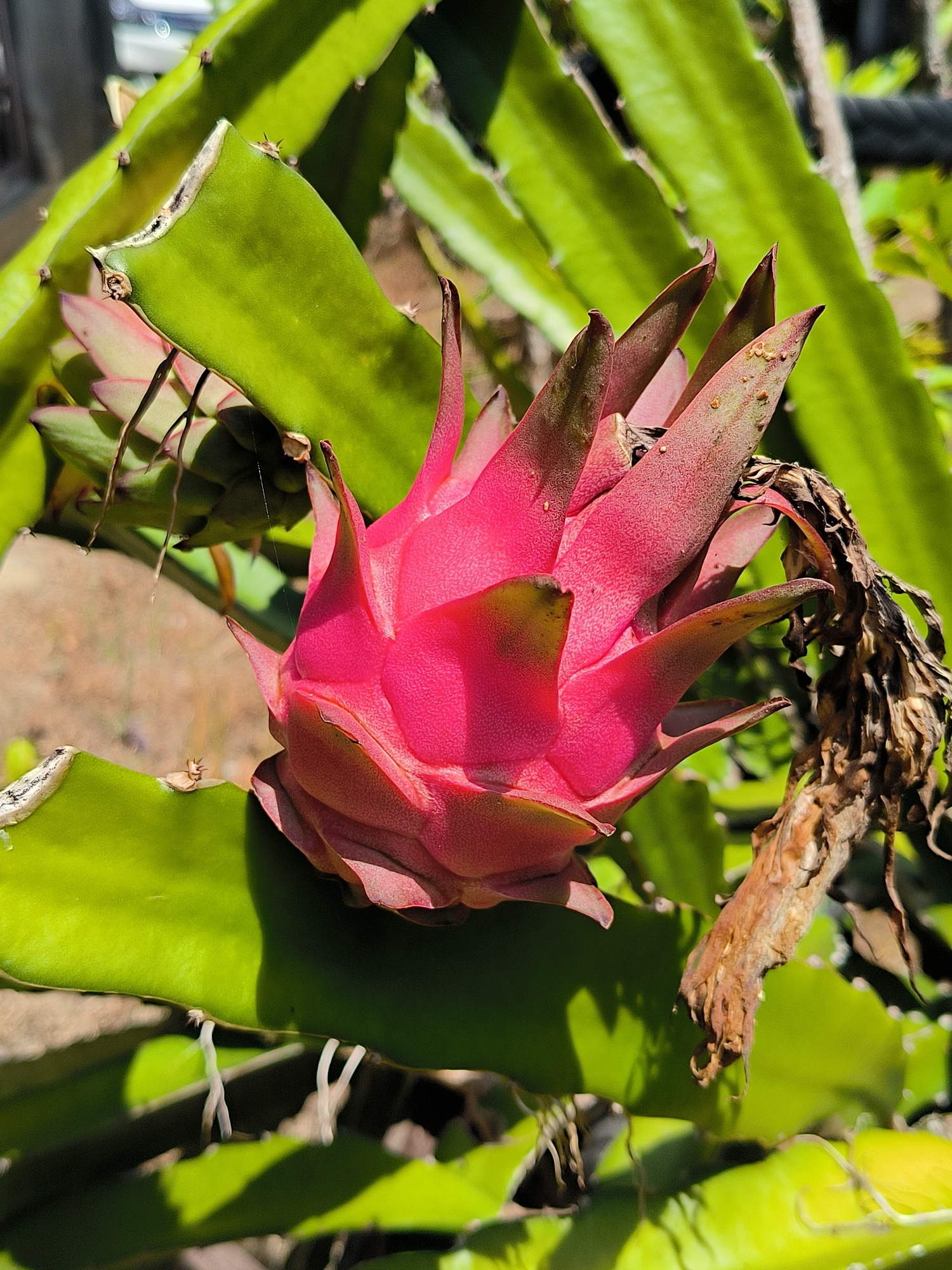 A close-up shot shows a ripe pink dragon fruit growing on a green cactus plant. The dragon fruit is vibrant in color with some of its leaf-like protrusions showing brown tips. To the right, there is some dead, dried organic matter. The scene is outdoors, lit by sunlight, and the location is indicated to be Merbopuntong, Indonesia.