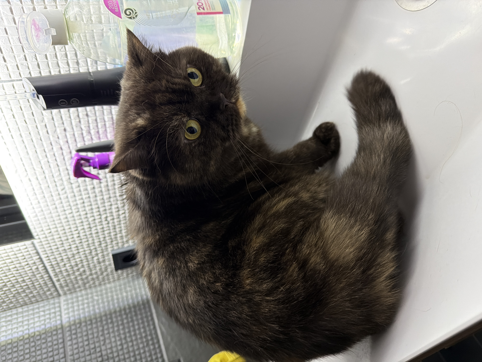 A medium shot captures a dark, brown tortoiseshell cat with yellow eyes lying on a white surface. The cat is looking upwards with a slightly surprised expression. In the background, there is a tiled wall, a clear plastic bottle with liquid, a black object, and a purple spray bottle. The exact location in Chaikovsky, Russia, is not identifiable from the visual information provided.