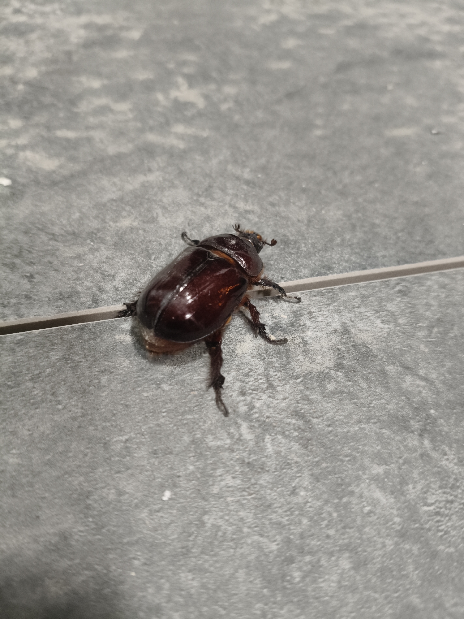 A rhinoceros beetle is positioned on a grey tiled surface. The beetle is brown and shiny, with its legs extended outwards. The surface appears to be an outdoor tile, possibly a patio or walkway, with a distinct grout line running horizontally across the image, partially beneath the beetle. The lighting suggests it is daytime. The location is identified as Grinăuți, Moldova. There are no people or any other objects of interest in the frame.