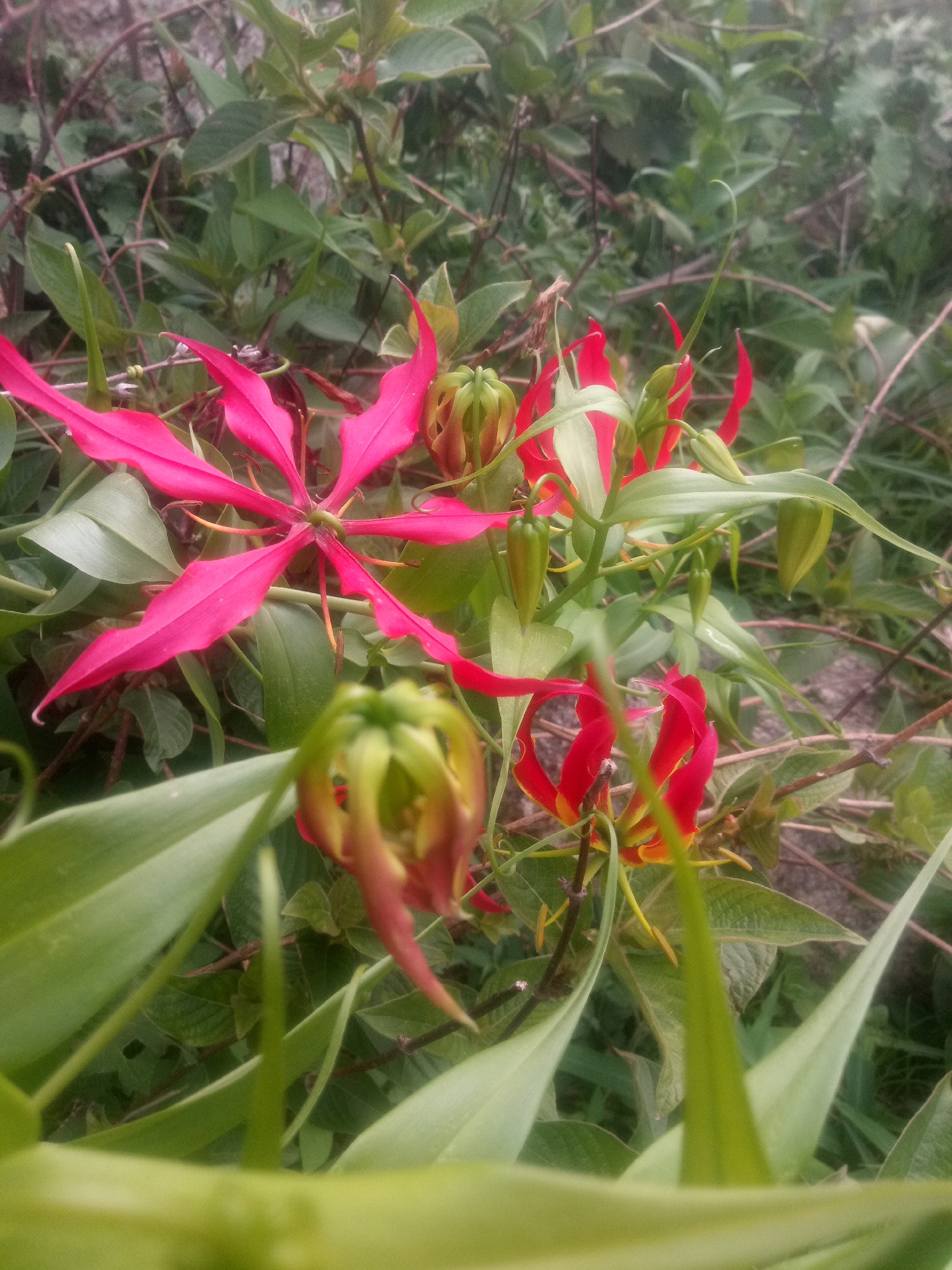 The image shows a close-up view of flame lily flowers (Gloriosa superba) with their distinctive red and yellow petals and wavy edges. There are several blooms and buds in various stages of development, nestled amongst lush green foliage. Some of the flowers are fully open, revealing their intricate structures, while others are still enclosed in their green, pointed buds. The overall impression is one of natural beauty and vibrant color. The lighting suggests it could be daytime, possibly in a garden or natural setting. There are no people, text, or discernible location cues visible. The focus is entirely on the delicate and striking appearance of the flowers.