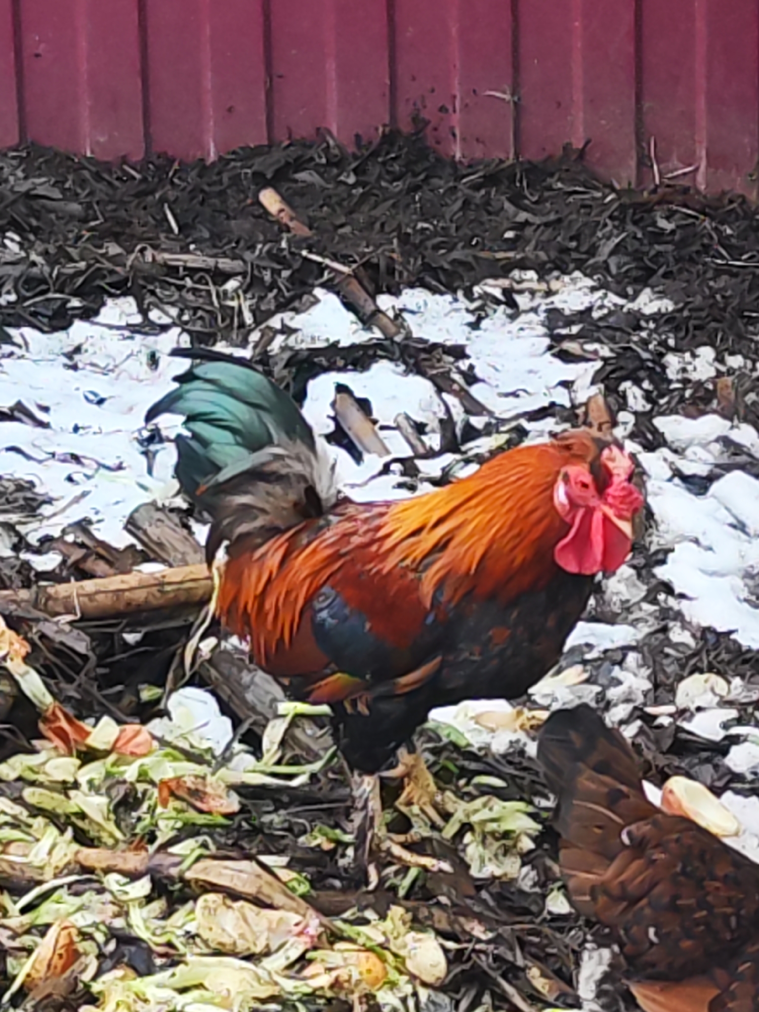 The image depicts a brightly colored rooster standing in a snowy, debris-filled area. The rooster has a red comb and wattle, orange neck feathers, and iridescent blue-green tail feathers. It stands amidst a mix of snow, dead leaves, wood debris, and discarded items. A burgundy-colored structure or wall is visible in the background. The scene has a rural or semi-rural atmosphere. Another chicken is partially visible in the bottom right corner of the frame.