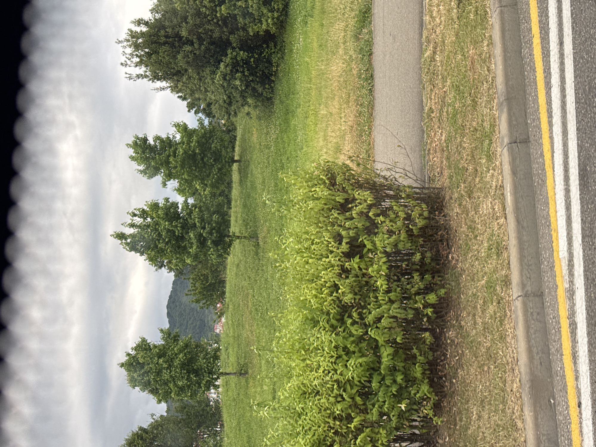 The image shows a park-like setting with a paved walkway and a grassy area. Trees and bushes are present, with a mountain in the background. A road with yellow and white lines is visible to the right of the walkway. The sky is cloudy, suggesting it might be an overcast day. The image appears to be taken during the daytime. There are no people or specific objects that indicate a particular event. The scene is natural and tranquil.
