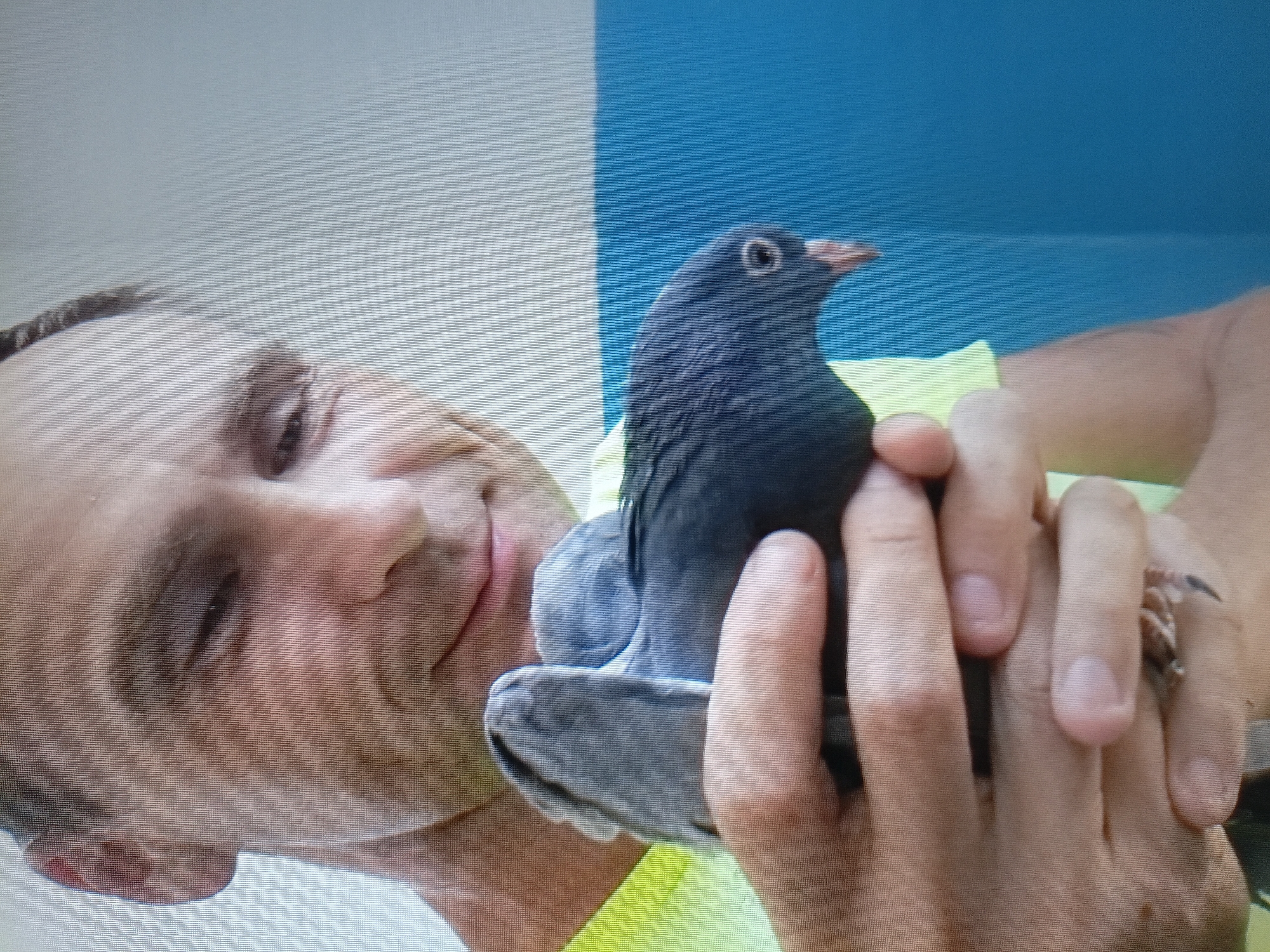 A man is holding a pigeon. He is wearing a yellow shirt. The pigeon is gray and has a red beak. The man's hands are holding the pigeon gently. The background is a blue wall. The scene appears to be indoors.