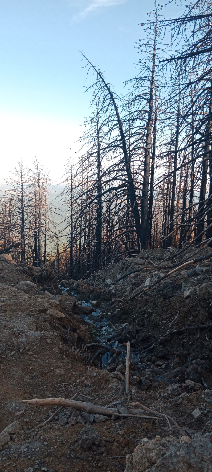 The image shows a forest after a fire, with many dead, black trees. A small stream runs through the foreground, bordered by rocky, disturbed earth. The sky above is a clear blue. The scene is desolate and appears to be located in a mountainous area. The forest is dense with bare, skeletal trees.