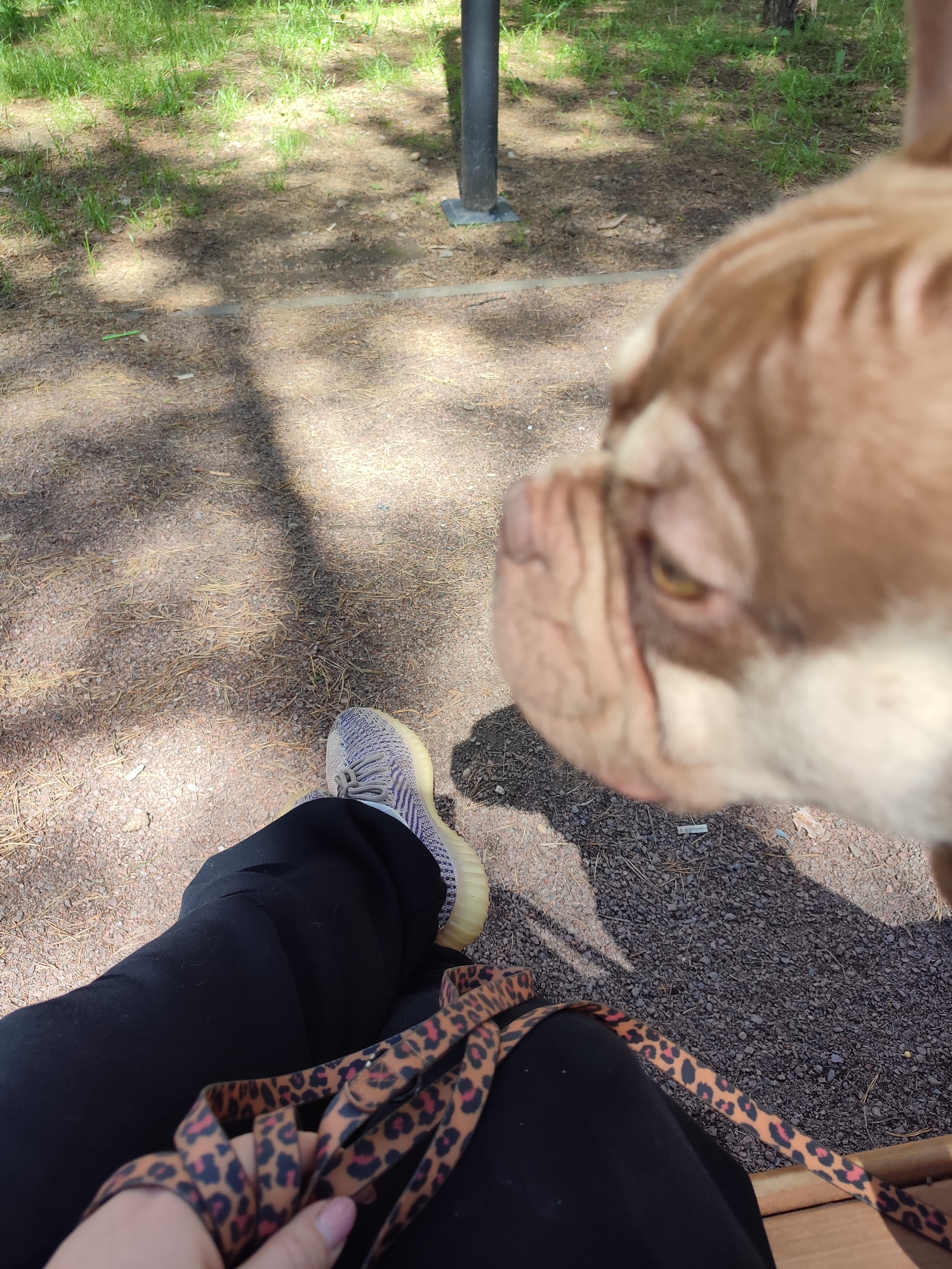 In an outdoor, park-like setting, possibly Vsevolozhsk, Russia, a person is seated with their legs extended. They are wearing black pants and a light gray and white striped sneaker. A hand, with a pink-painted fingernail, is holding a leopard-print leash coiled on their lap. In the foreground, a brown and white dog's head is partially visible, its eye looking towards the viewer. The ground is covered in gravel and pine needles, with patches of grass and shadows from trees visible. A dark pole is also present in the background.