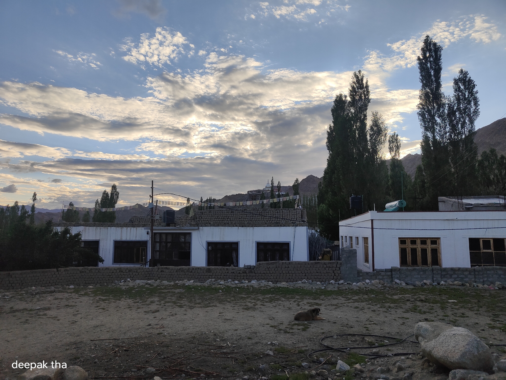 The image depicts a wide-angle view of a rural or semi-rural setting in Leh, India, likely during dusk or dawn given the lighting conditions. In the foreground, there is a patch of dry, brown earth with scattered rocks and some sparse, dry grass. A solitary dog is lying down on the ground in the mid-ground.
Behind the open ground, there are two single-story buildings with white facades and brick foundations. The building on the left has several large, dark-paned windows. The building on the right also has windows, some with wooden frames, and a flat roof with what appear to be water tanks or solar panels. A low brick wall separates the buildings from the foreground area.
In the background, a dense line of tall, dark green trees stands prominently against a sky filled with a mix of white and gray clouds. Beyond the trees, the landscape rises into hills and mountains, with structures that suggest a village or monastic complex visible on the higher ground. Prayer flags are strung between poles in front of these structures. The overall atmosphere is serene and somewhat austere, characteristic of high-altitude regions. The lighting suggests either early morning or late evening. A watermark with "deepak tha" is present in the bottom left corner.