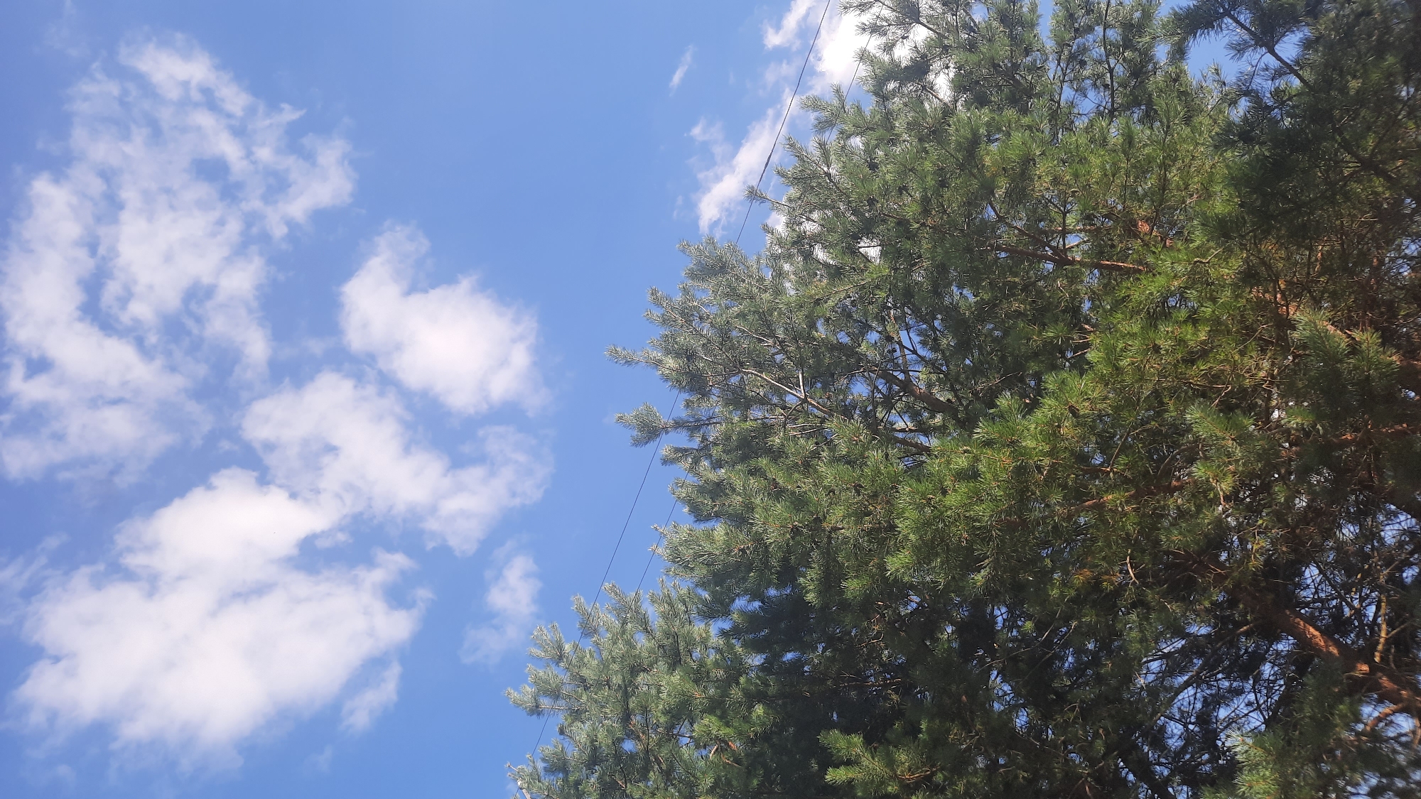 The image shows an upward view of pine trees against a bright blue sky with scattered white clouds. Power lines are visible stretched horizontally across the upper portion of the image, passing over the trees. The foliage of the pine trees is dense and green. The scene depicts an outdoor environment. The provided context indicates this image is from the city of Shklov, Belarus.