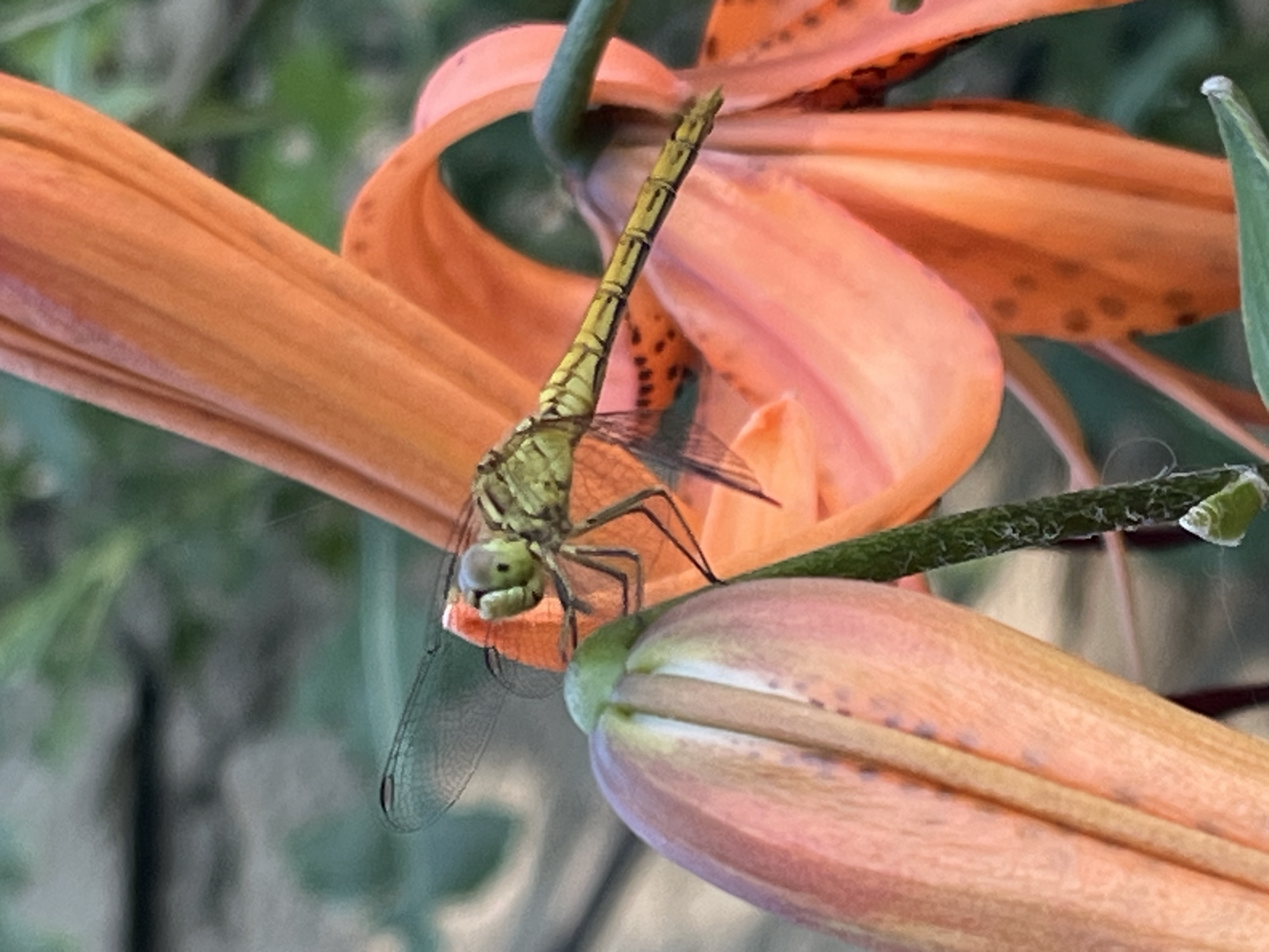A close-up, vertical, eye-level shot shows a green dragonfly with a yellow-banded abdomen perched on an orange lily. The dragonfly is positioned on the tip of a partially opened lily bud, with its body extending diagonally to the right. Its head is turned towards the viewer, with large compound eyes. The delicate, transparent wings are spread out. Behind the dragonfly, a fully bloomed orange lily with dark spots is visible, its petals curving inwards. A green stem is also present. The background is softly blurred, with hints of green foliage suggesting an outdoor garden setting. The image was captured in Krasnyye Barrikady, Russia.