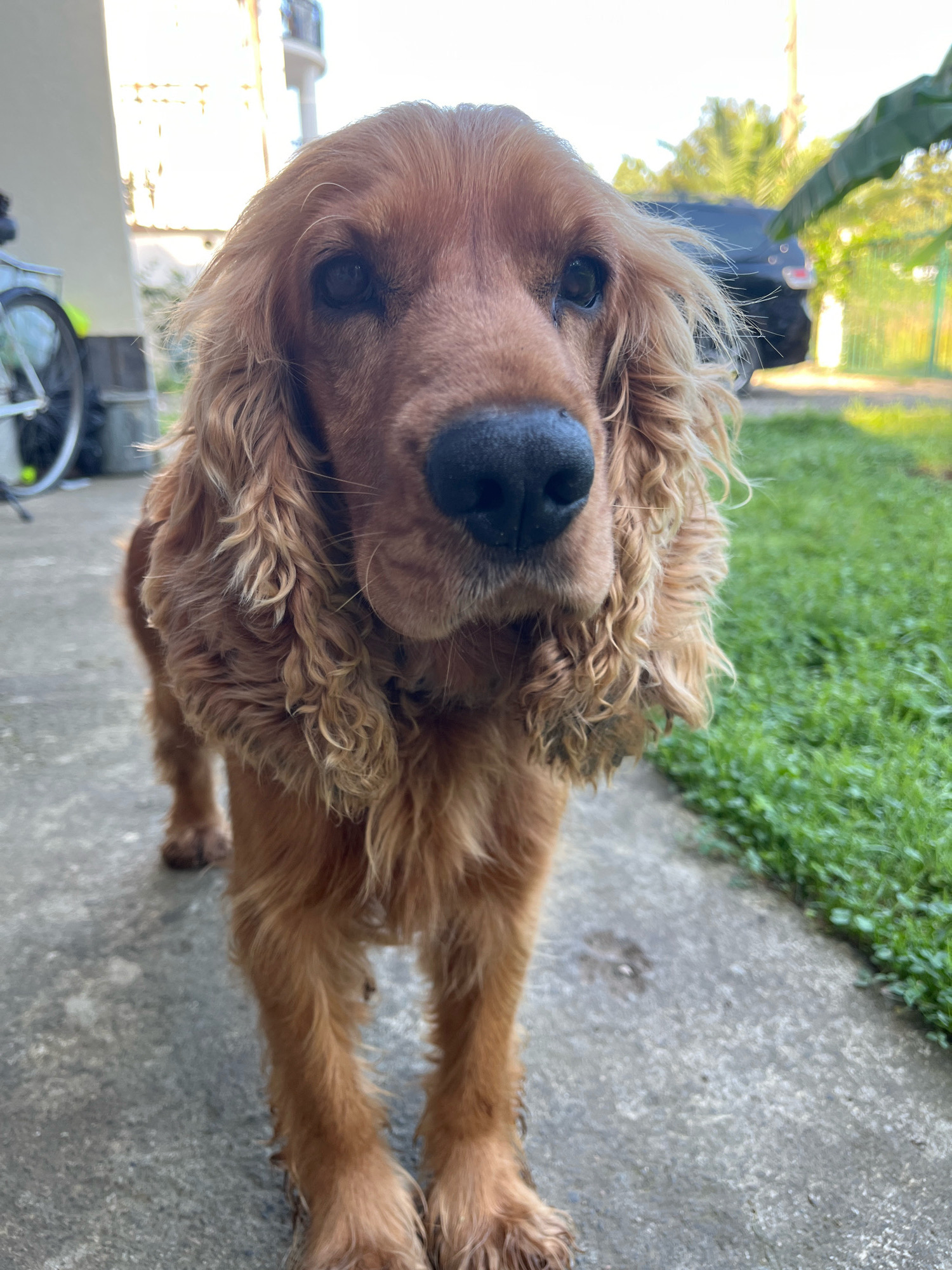 A medium shot captures a light brown Cocker Spaniel dog standing on a concrete path, facing the camera. The dog's fur is medium length and wavy, with longer, curly fur around its ears and neck. Its eyes are dark and appear to be looking directly at the viewer. The dog's nose is black and prominent.
Behind the dog, to the left, a portion of a bicycle is visible. The background is blurred but suggests an outdoor setting, possibly a yard or garden. Green grass is present to the right of the path, and a dark-colored car is faintly visible in the distance. To the far left and background, a building with a balcony is slightly out of focus. The lighting indicates it is daytime, with bright light casting shadows.
The image was taken in Ureki, Georgia.
