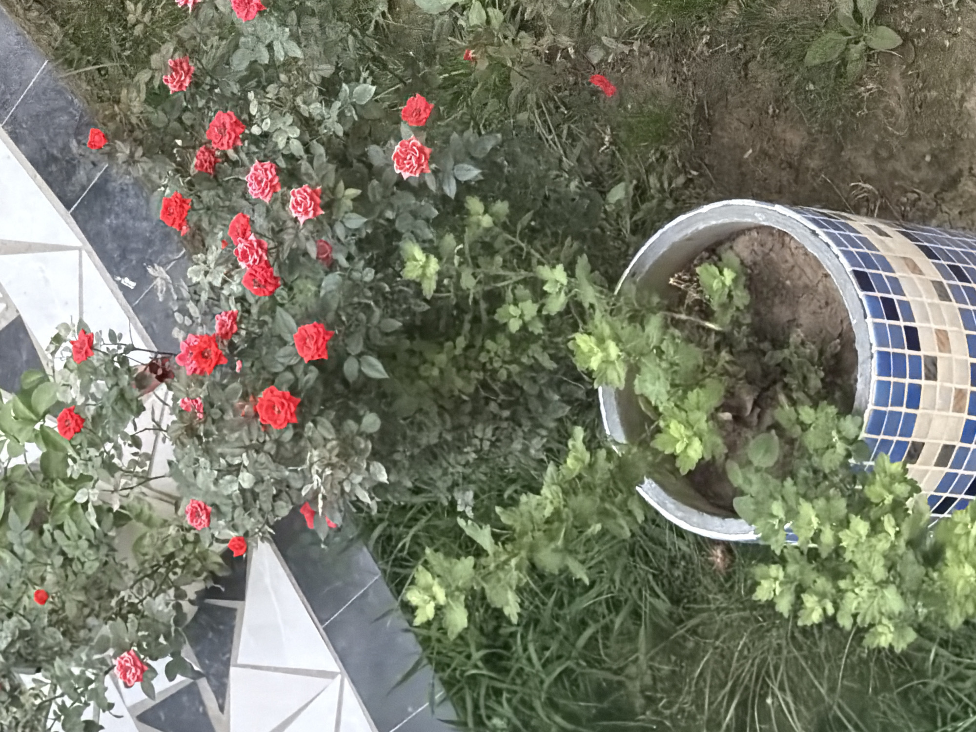 The image shows a collection of blooming red roses in a garden setting. A planter with green foliage is also visible in the foreground. The roses are scattered among lush green leaves and branches. The background features a tiled surface, possibly a walkway or patio. The lighting suggests it is daytime. There are no people or animals visible in the image. The location is identified as Nanay, Uzbekistan.