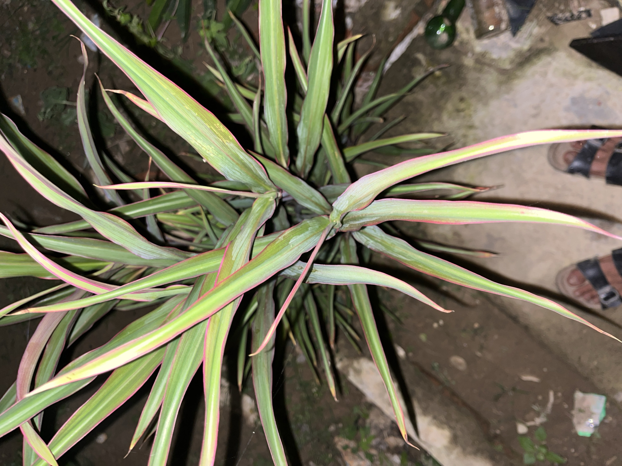 The image shows a top-down view of a plant with long, narrow leaves that are predominantly green with pinkish-red edges. The plant is likely a Cordyline or a similar ornamental plant. The leaves fan out from a central point, creating a dense, bushy appearance. Some of the leaves have subtle variegation with lighter green or yellowish stripes running lengthwise.
The plant is situated outdoors on what appears to be a paved or concrete surface, possibly a walkway or patio. The ground is a mottled brown and gray, with some patches of dirt and sparse, small green weeds visible. In the background, there are hints of a dimly lit, possibly outdoor setting. A dark, blurry object that could be a pot or container is partially visible. To the right of the frame, a person's feet are visible, wearing dark sandals with a brown strap. The person's feet are positioned as if standing near the plant.
The lighting suggests it is either dusk or nighttime, as the overall illumination is low, and there are some reflections on the ground that could be from artificial light sources. There is no visible text in the image. The scene appears to be a casual outdoor environment, likely a residential or garden area in Kota Kuala Simpang, Indonesia. No specific activity or event is clearly depicted, beyond someone standing near the plant.