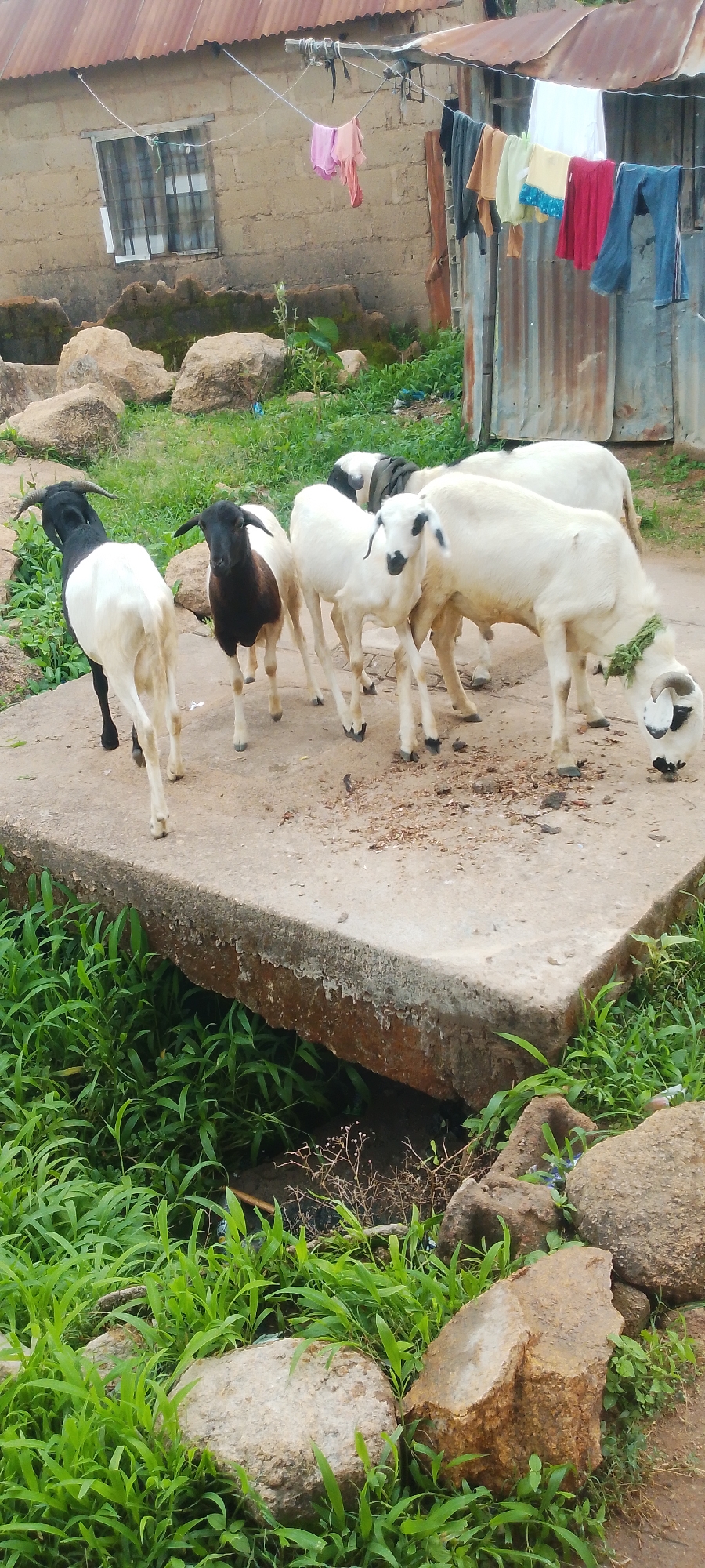 A group of sheep are gathered on a concrete platform in a rural area of Jos, Nigeria. The sheep are mostly white with some black markings. One sheep in the foreground on the left is black and white, with horns. Another sheep in the center is mostly black with a white face. The sheep are standing and grazing. In the background, there is a building with a corrugated iron roof and a window. Clothes are hanging on a line in front of the building. The ground is covered with grass and rocks. The overall scene depicts a simple, rural setting.