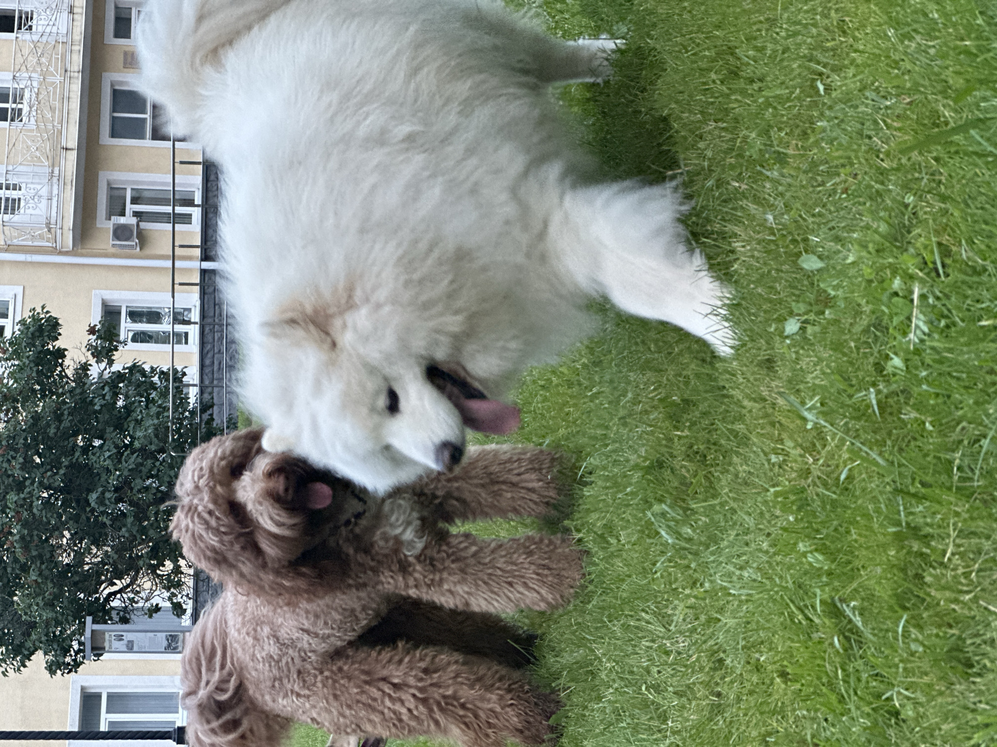 Two dogs are in a grassy area in front of a building. The dog on the left is brown with curly fur, and the dog on the right is white and fluffy. Both dogs appear to be looking at something off-camera. The building is yellow with white trim and has several windows. There are trees in the background. The image is taken from a low angle, at ground level.
