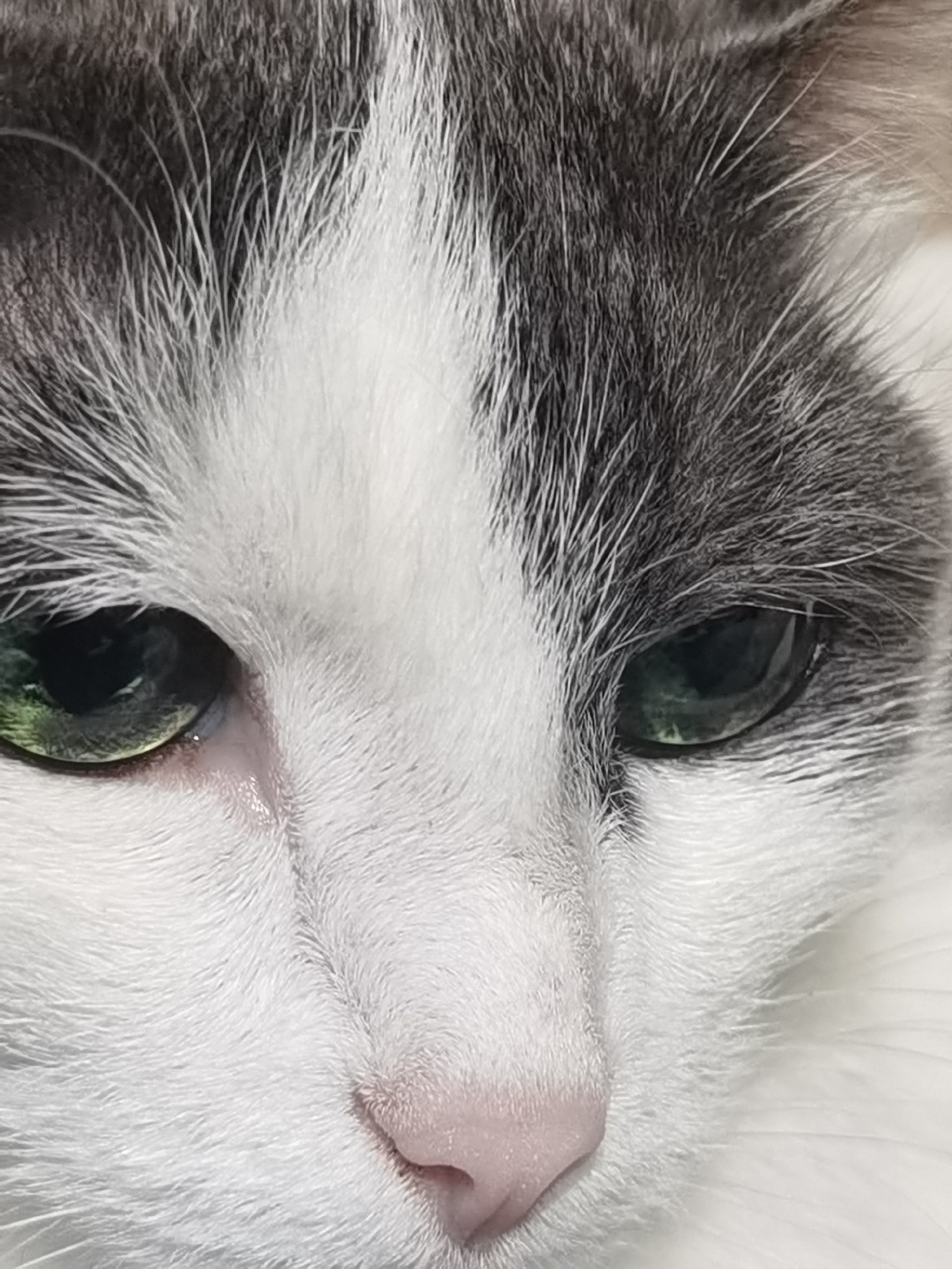 The image is a close-up, low-angle shot of a cat's face, with the focus on its eyes, nose, and fur. The cat has grey and white fur. Its eyes are green and appear to be looking slightly downwards. The nose is pink. The fur is long and soft. There is no visible indication of the city of Chaikovsky, Russia. The scene is a still portrait of a domestic animal.