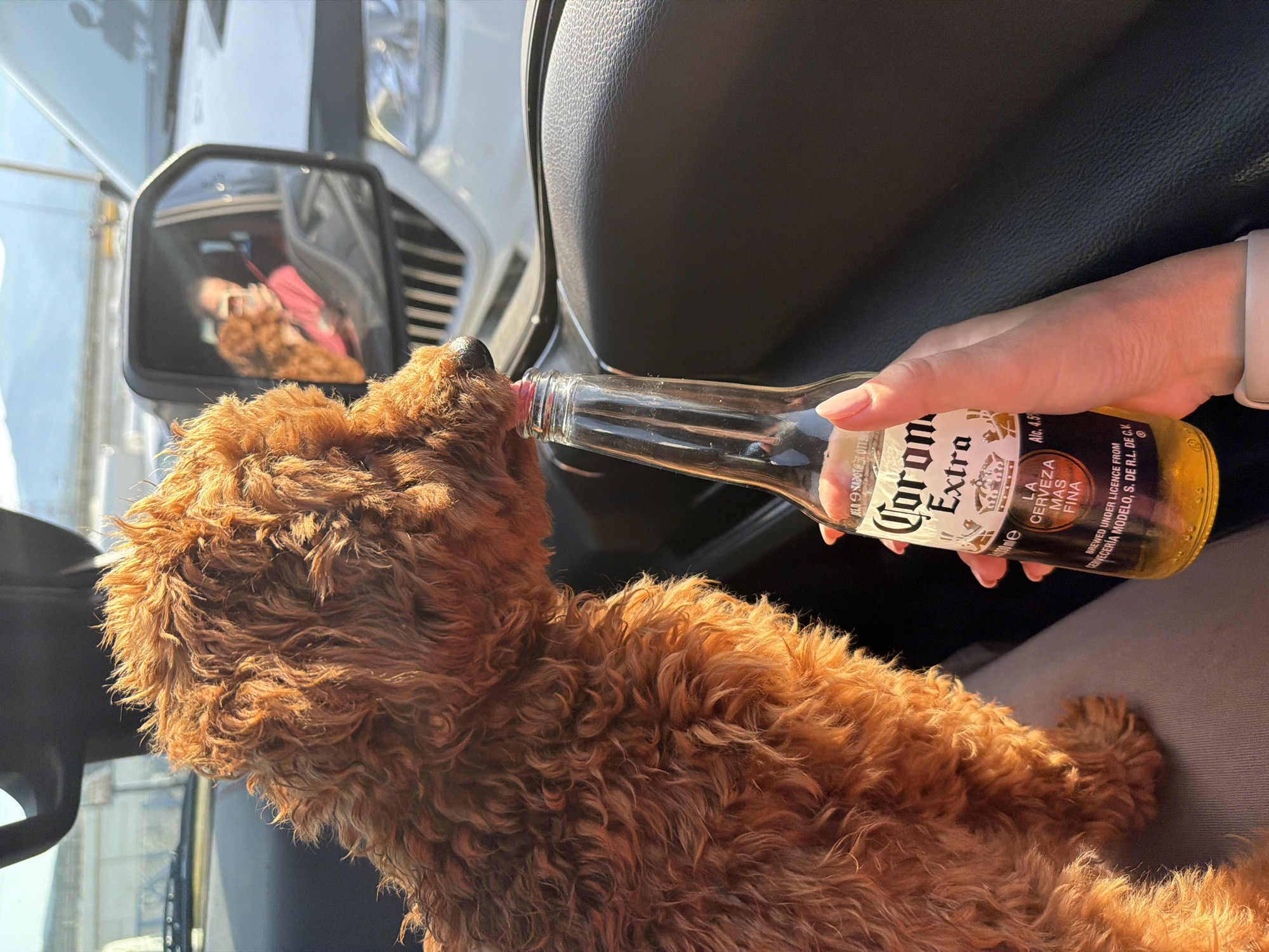 The image shows a close-up of a small, fluffy, reddish-brown dog in the passenger seat of a vehicle. The dog is licking the opening of a glass bottle of Corona Extra beer. A hand with manicured fingernails is holding the bottle, with the bottle's label clearly visible. The background shows the interior of the car, including the dashboard and a side mirror. In the side mirror, a reflection of a person wearing a pink shirt and another reddish-brown dog can be seen. The car appears to be stationary, possibly in traffic or parked, with a blurred background of outdoor scenery, suggesting an urban or suburban environment. No specific location in German, Bulgaria is identifiable.