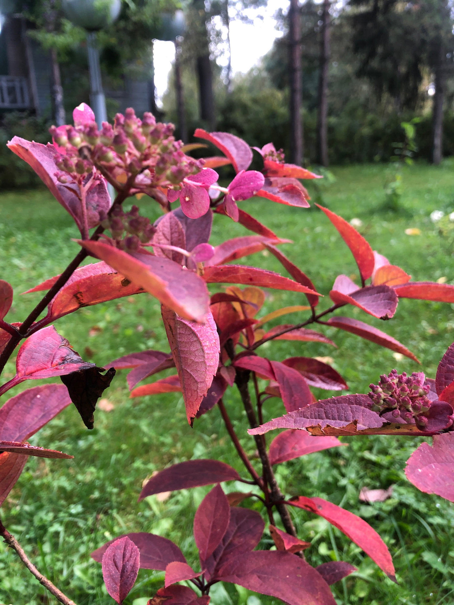 A close-up, eye-level shot focuses on the vibrant, reddish-purple foliage and developing flower buds of a plant, likely in autumn. The plant's branches extend diagonally upwards from the left of the frame. The leaves are tinged with red and some are showing signs of drying, with small tears and brown edges. In the background, a blurred green lawn is visible, with hints of trees and a structure that may be a building or fence. The lighting appears overcast, casting soft shadows. The scene is characteristic of a garden in Beloostrov, Russia, during the fall season, where the landscape transitions to autumn colors.