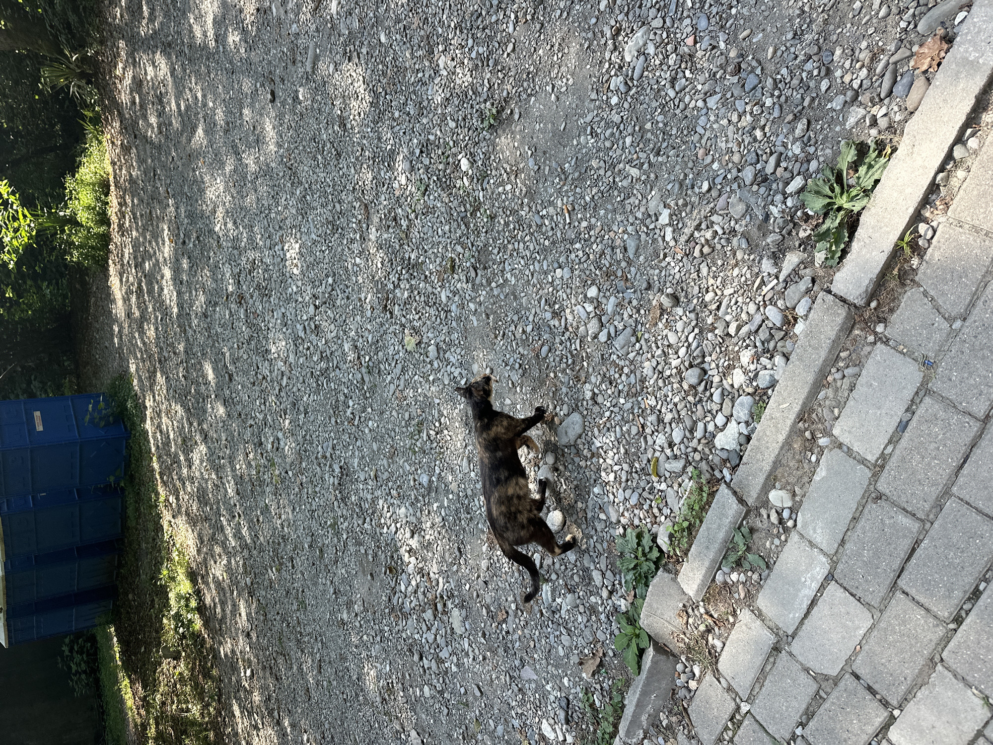 A tortoiseshell cat walks across a gravel path in Bol'shoi Kichmai, Russia. The cat is mostly dark brown and black with patches of lighter brown and orange. It is moving from left to right across the frame. To the left of the gravel path is a section of paved walkway made of rectangular gray bricks, bordered by concrete slabs. In the background, behind the gravel path and to the left, are two blue portable toilets. The ground is covered in small, gray and white pebbles. Sunlight filters through trees, casting dappled shadows on the gravel. Some green vegetation is visible growing through cracks in the paving and at the edge of the gravel.