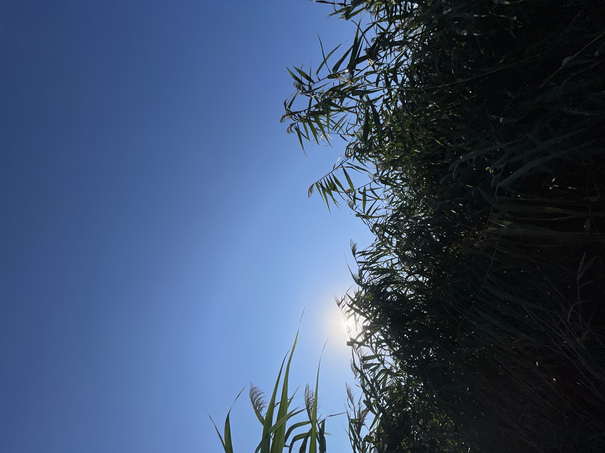 The image depicts a low-angle view of tall green reeds against a clear, bright blue sky. The sun is visible behind the reeds, creating a sunburst effect and silhouetting some of the plants. The reeds are dense and appear to be growing near a body of water. The scene is natural and serene, suggesting an outdoor environment. There are no people or man-made objects visible in the frame. The location is identified as Rostov-on-Don, Russia.