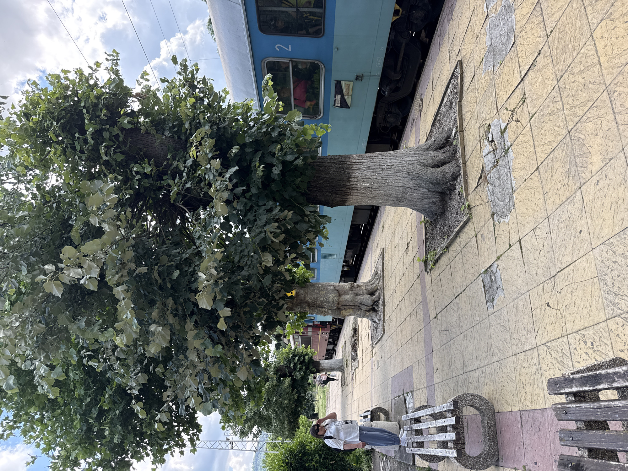 A young woman stands on a train platform next to a large tree, a train parked beside her. The train is blue with windows and a number "2" visible on its side. The woman is wearing a white t-shirt, blue pants, sunglasses, and a white bag over her shoulder. She is looking towards the right side of the frame, with her hand on her head. The tree has a thick trunk and dense green foliage. The train platform is paved with yellow tiles, some of which are cracked or missing. There are also two park benches visible. The sky is partly cloudy. The overall scene appears to be a station in a park or a rural area. The lighting suggests it is daytime. There is a sign on the train with a black and white graphic. No other text is clearly legible.