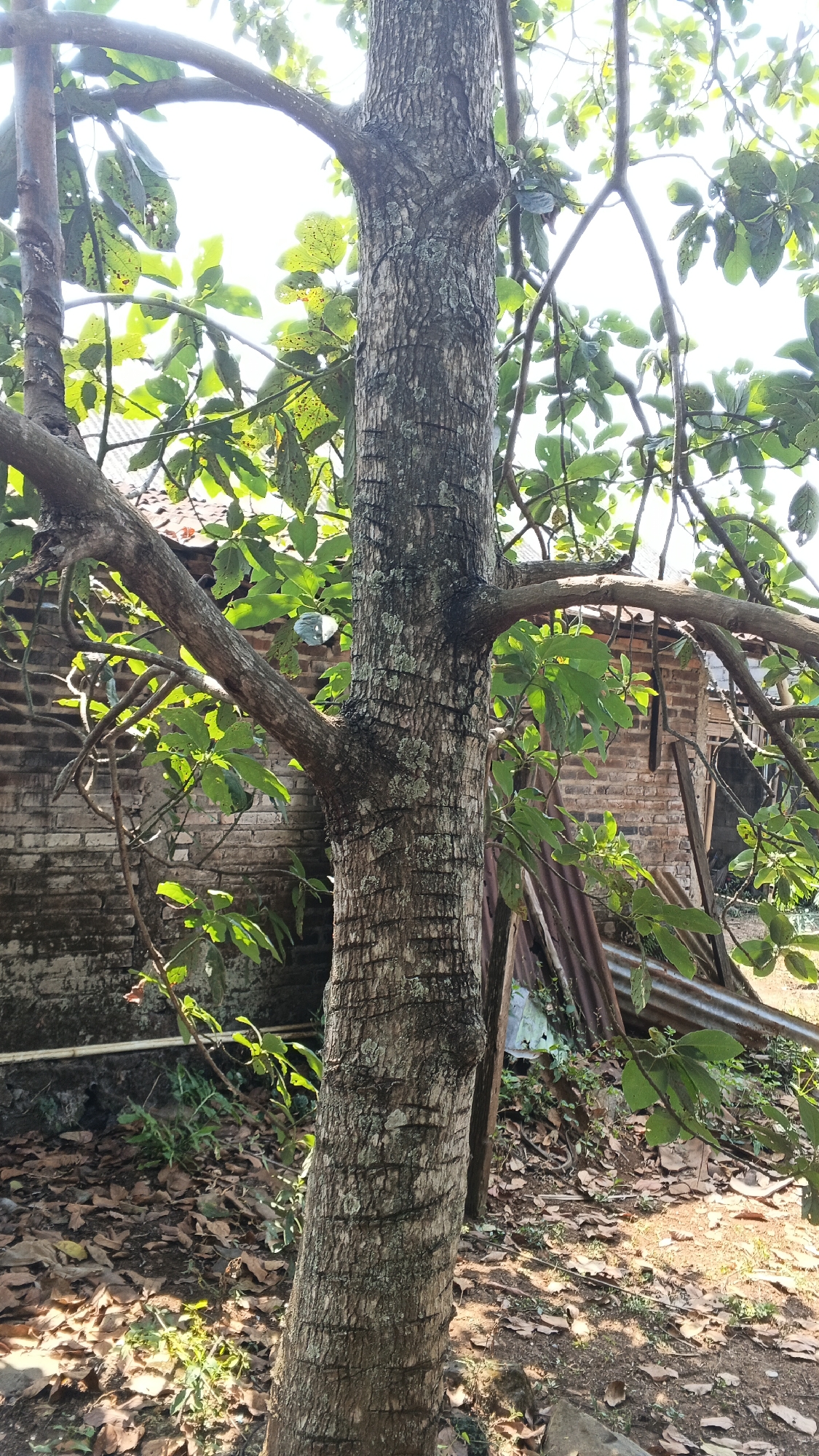 A medium shot captures a close-up of a tree trunk with rough, textured bark, showing vertical ridges and patches of lichen. Several branches extend from the trunk, some bare and others with vibrant green leaves. In the background, a brick wall with horizontal lines runs along the left side of the frame, with corrugated metal roofing and more brickwork visible to the right. The ground is covered in dry, fallen leaves, and some sparse green vegetation grows among them. The lighting suggests an outdoor environment, likely during the day, with sunlight filtering through the leaves and casting dappled shadows. The overall scene appears to be an outdoor area, possibly a yard or a less maintained section of a property.