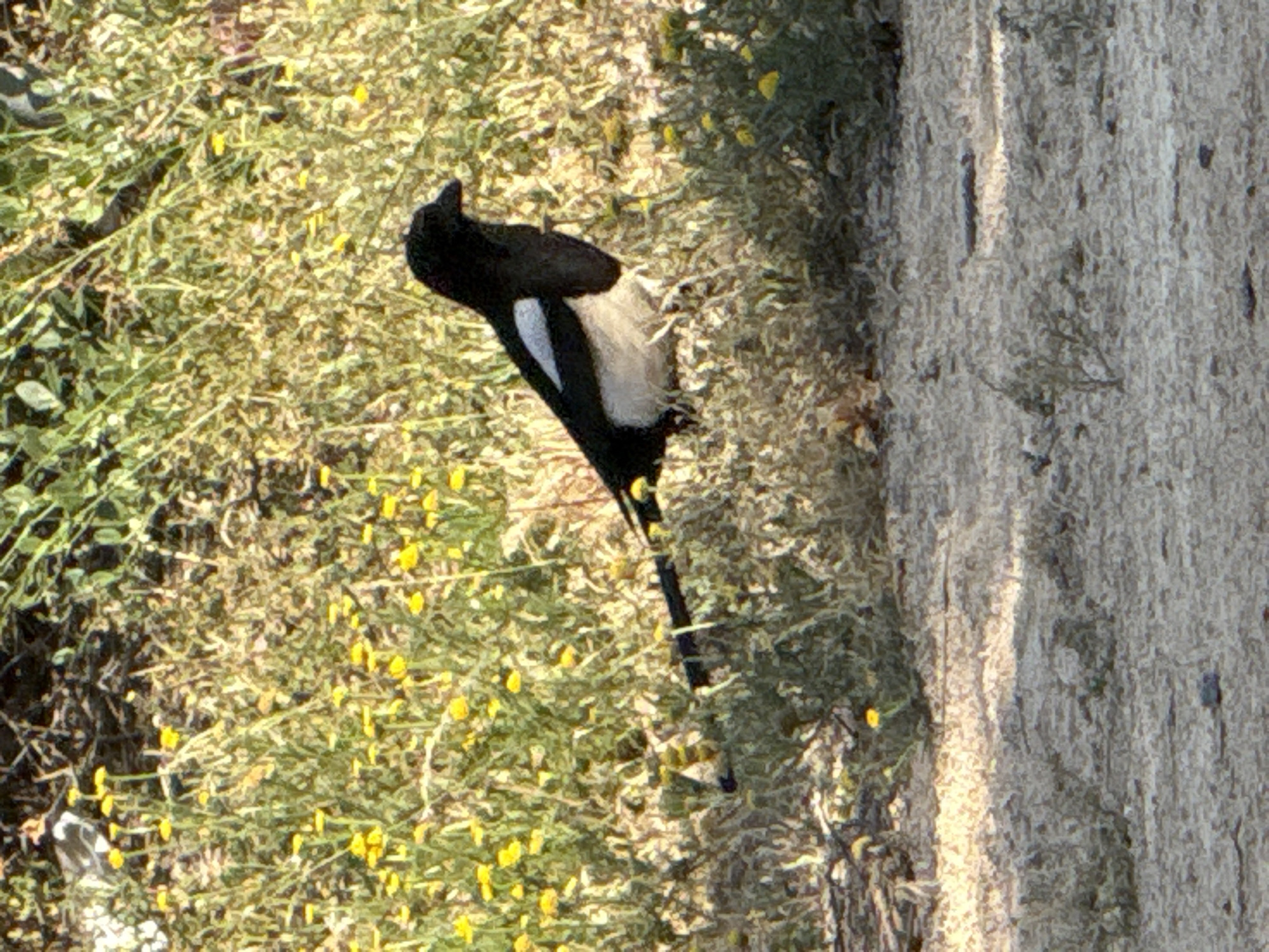 A magpie is perched on a tree trunk next to a patch of brush with yellow flowers. The location is Unknown, Unknown.