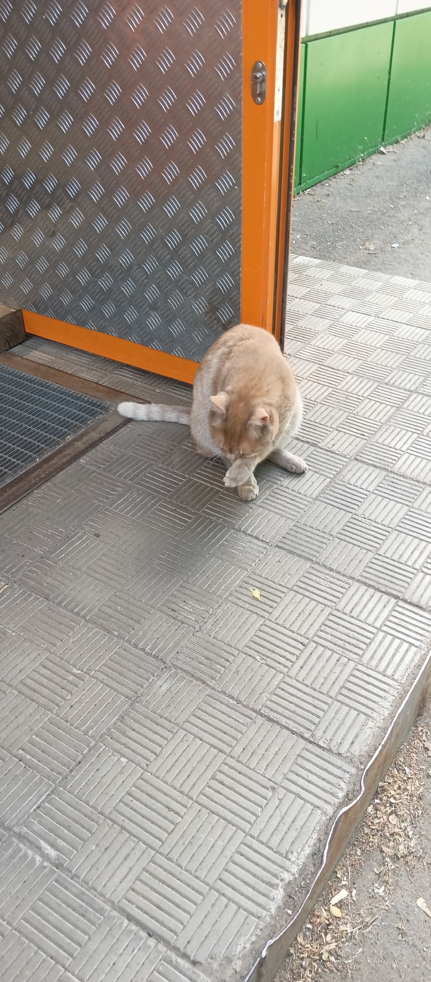 A pale orange tabby cat is sitting on a gray patterned tile surface near the entrance of a building. The cat is in the center of the frame, facing the left side, and is in the act of grooming its front paw. The tile surface is textured with a pattern of small, rectangular blocks arranged in a basketweave design. To the left of the cat is a section of metal grating and a diamond-plated metal wall with an orange frame. A green wall is partially visible in the upper right corner of the frame. The setting appears to be an urban environment, possibly a storefront entrance.