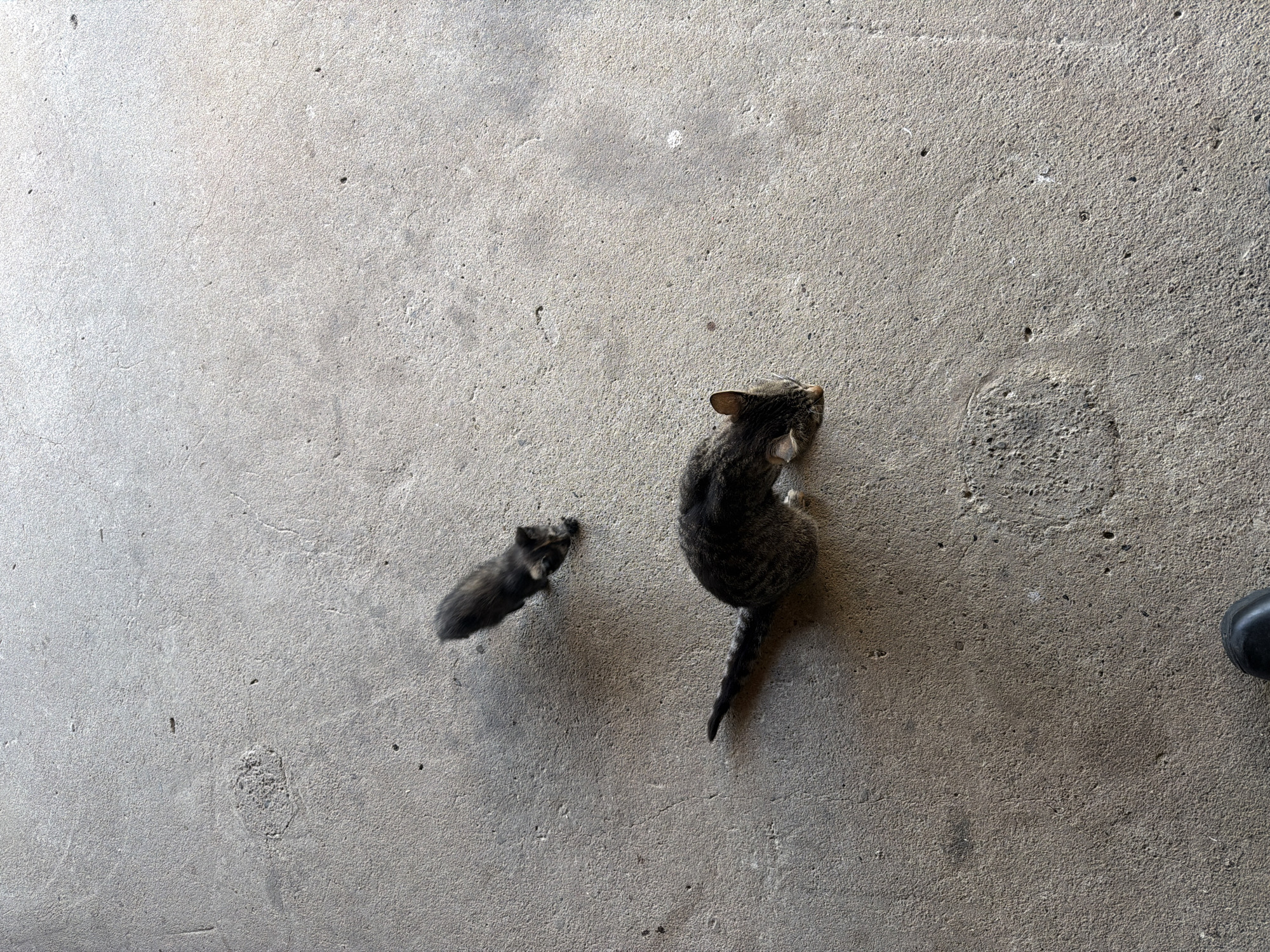 The image shows a concrete surface, likely a sidewalk or a road. On the surface are two cats, an adult tabby cat and a small kitten, facing in the same direction. A black shoe or boot is visible in the bottom right corner of the image. The photograph was taken in the city of Iskar, Bulgaria.