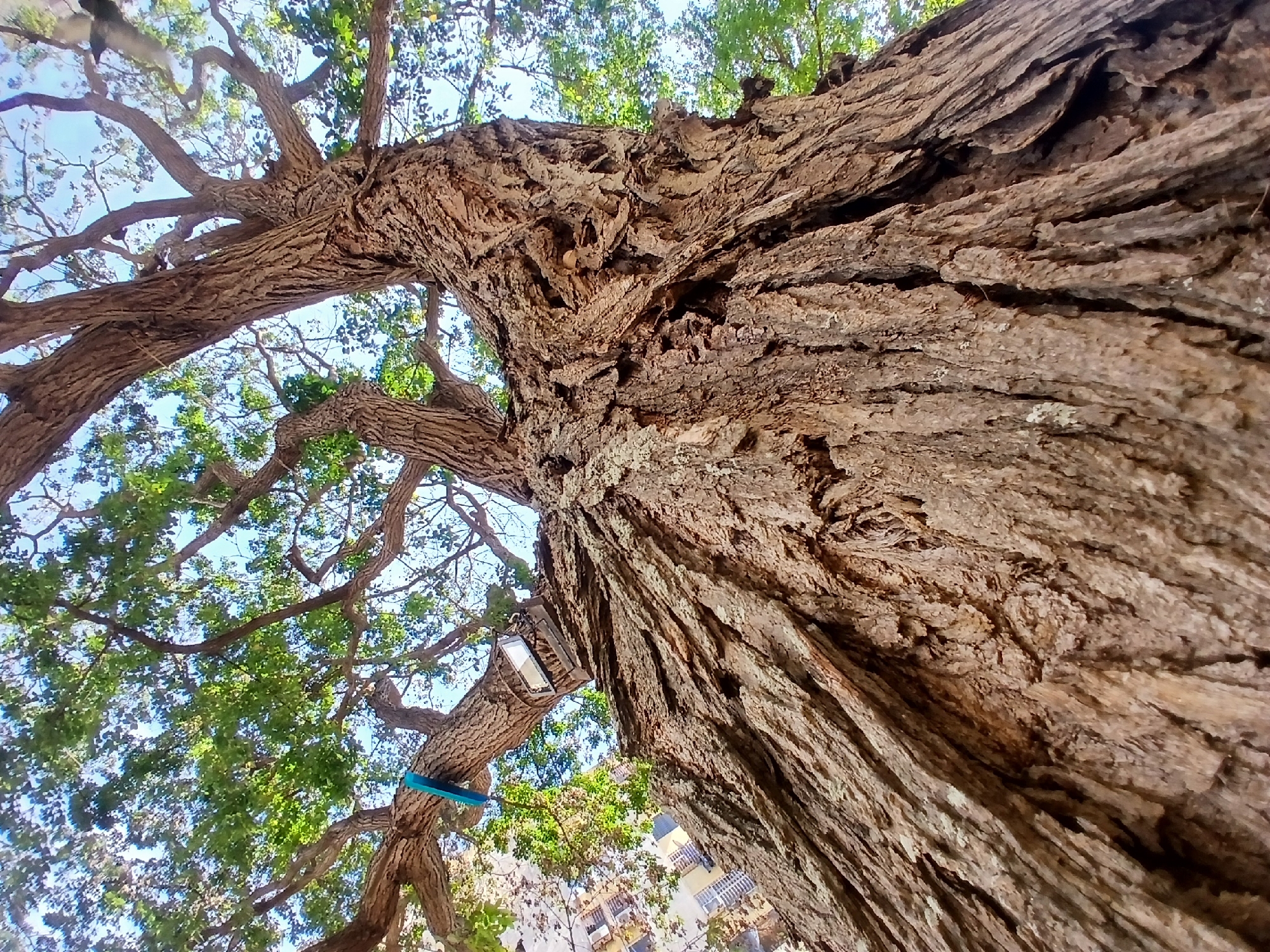 A low-angle shot captures the impressive trunk and sprawling canopy of a large, mature tree, looking up towards the sky. The tree's bark, a dominant feature, is deeply furrowed, gnarled, and textured, displaying shades of brown and grey, indicating significant age. The main trunk extends diagonally from the bottom right towards the upper left, with numerous thick branches branching off.
Through the dense, green foliage, patches of bright blue sky are visible, suggesting clear weather conditions during the daytime. Sunlight illuminates the leaves, creating a vibrant green hue in contrast with the darker bark.
Attached to a lower branch on the left side of the tree, a small, bright turquoise or teal rectangular object is visible. Further up and to the left, a light fixture, possibly an outdoor projector or security light, is mounted on another branch. In the background, partially obscured by the leaves and branches, parts of buildings with yellow and white facades and visible windows can be seen, hinting at an urban or suburban environment. The overall impression is one of a majestic tree standing in an populated area in Ciudad Guayana, Venezuela. No visible text is present.