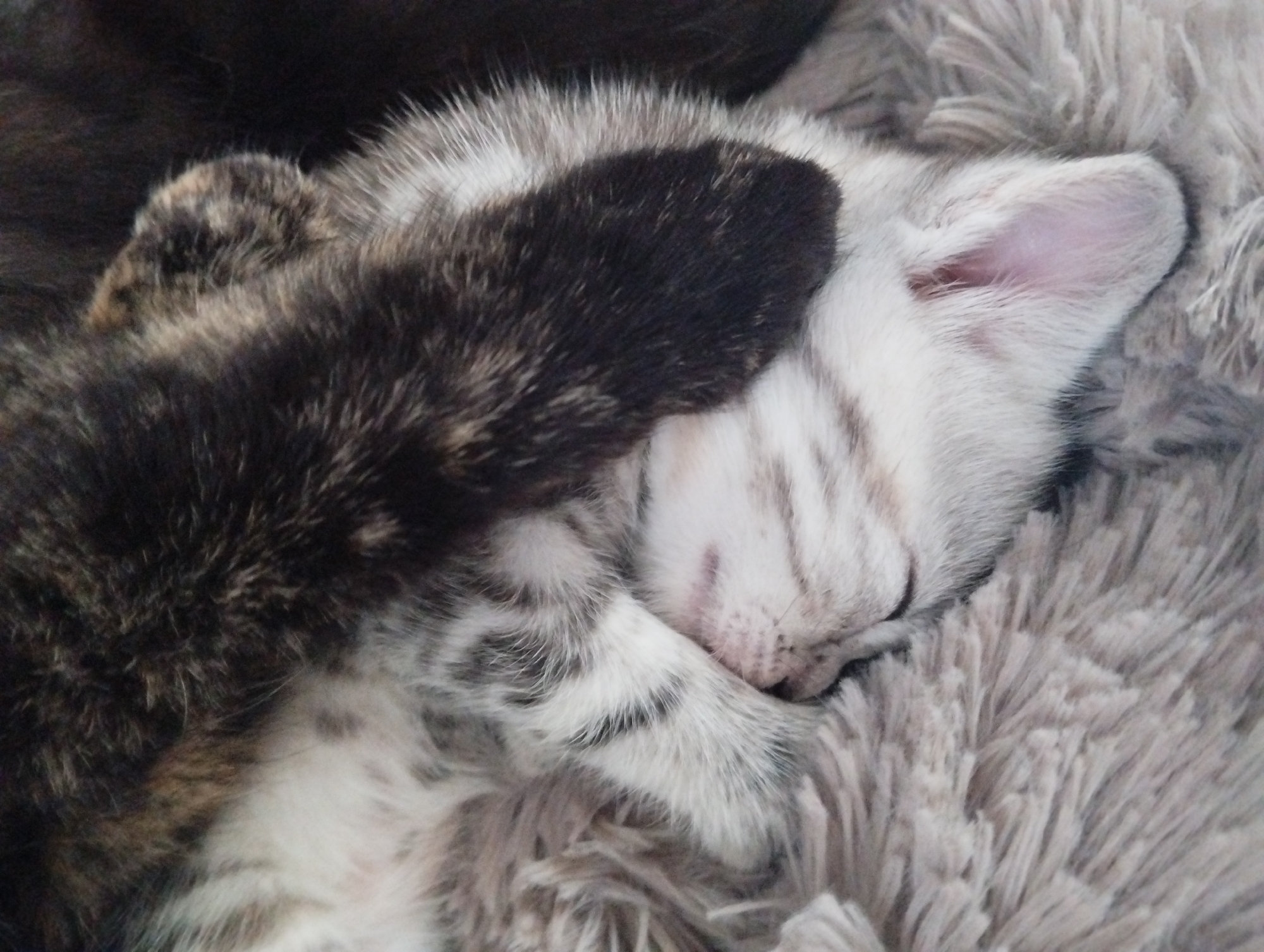 Two kittens are sleeping on a gray, fluffy blanket. One kitten is silver-gray with black stripes and is lying on its side, with its face and paws covered by the other kitten, which is black with some brown and gray patches.