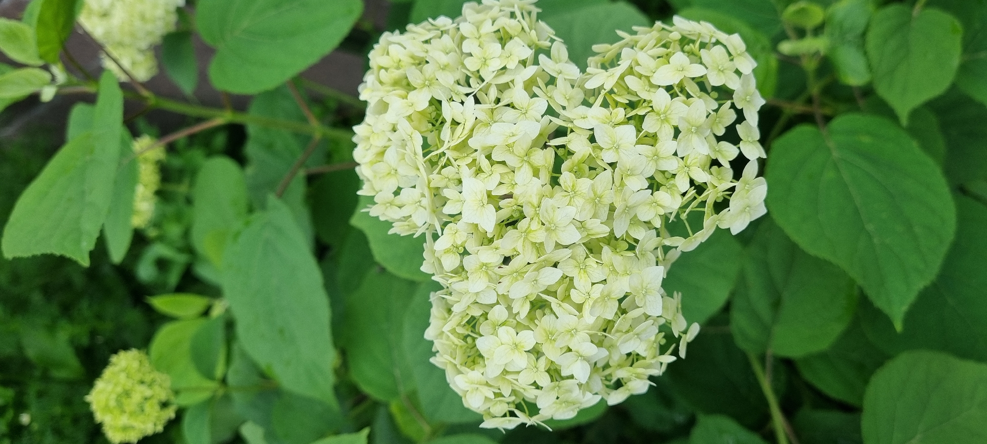 This is a close-up, horizontal, medium shot of a cluster of pale green and white hydrangea flowers in Romashkovo, Russia. The flowers are the main subject, with their small, delicate petals forming a rounded, almost spherical shape. They appear to be in full bloom, with some blossoms appearing fresher and lighter in color than others. The flowers are surrounded by lush, green leaves, some of which are large and broad, while others are smaller and more delicate, framing the blooms. The background is softly blurred, suggesting the natural setting of a garden or park. The lighting appears to be natural daylight, likely taken during the daytime. There are no people, visible text, or specific weather conditions evident in the image. The overall impression is one of natural beauty and the tranquility of a garden setting. Another smaller, rounder cluster of similar pale green flowers is visible in the lower left corner of the frame, indicating that this may be a larger hydrangea plant.