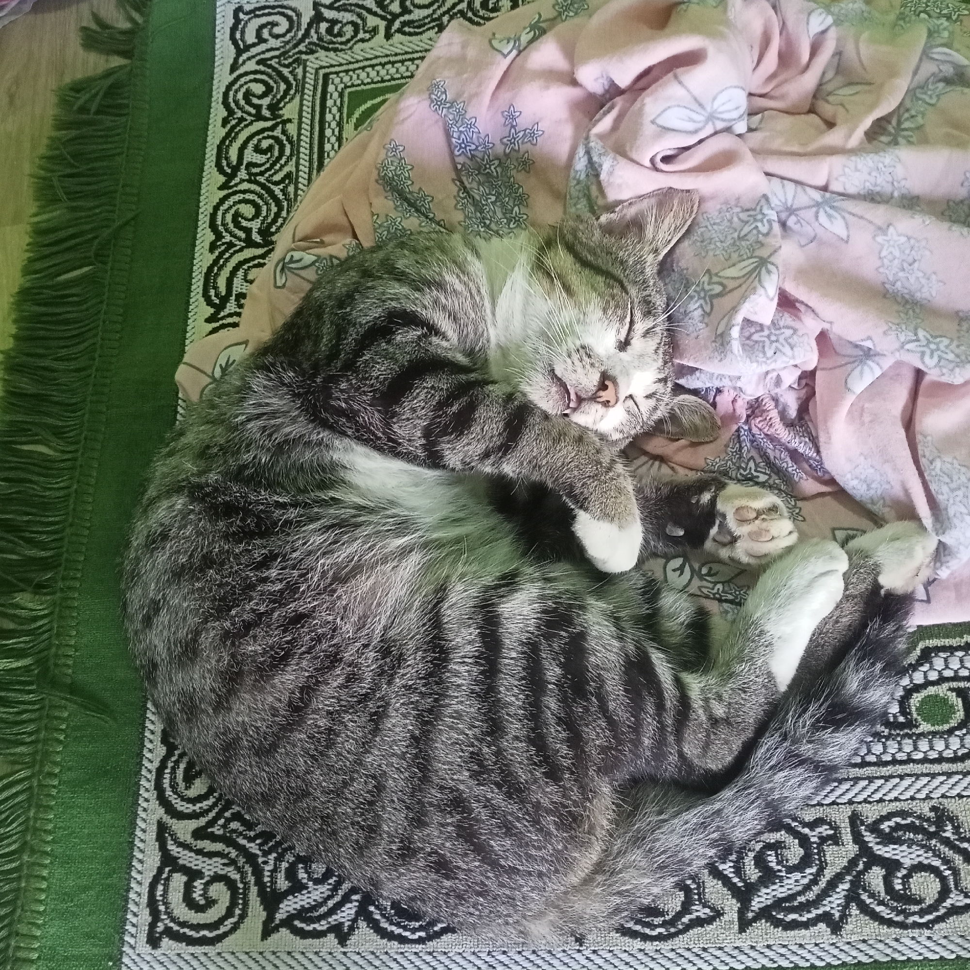 A tabby cat is sleeping curled up on a patterned mat. The cat is grey and black striped with white paws and chest. It is lying on a mat with a green border and a black and white scroll pattern. A pink patterned fabric is draped over the cat and the mat. The scene appears to be indoors, possibly in a residential setting in Kedung Dowo, Indonesia.