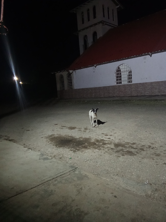 The scene, set at night in Juan Griego, Venezuela, features a white dog with black head markings standing on an unpaved surface, facing the viewer. A strong light beam from a street lamp, visible on the far left, illuminates the dog and the ground, creating a distinct shadow to the dog's right. In the right background, a white church building with a prominent red roof and a multi-story bell tower is visible. The church's facade includes arched windows with metal grilles and a lower section of light brown masonry. A concrete surface borders the lower-left foreground.