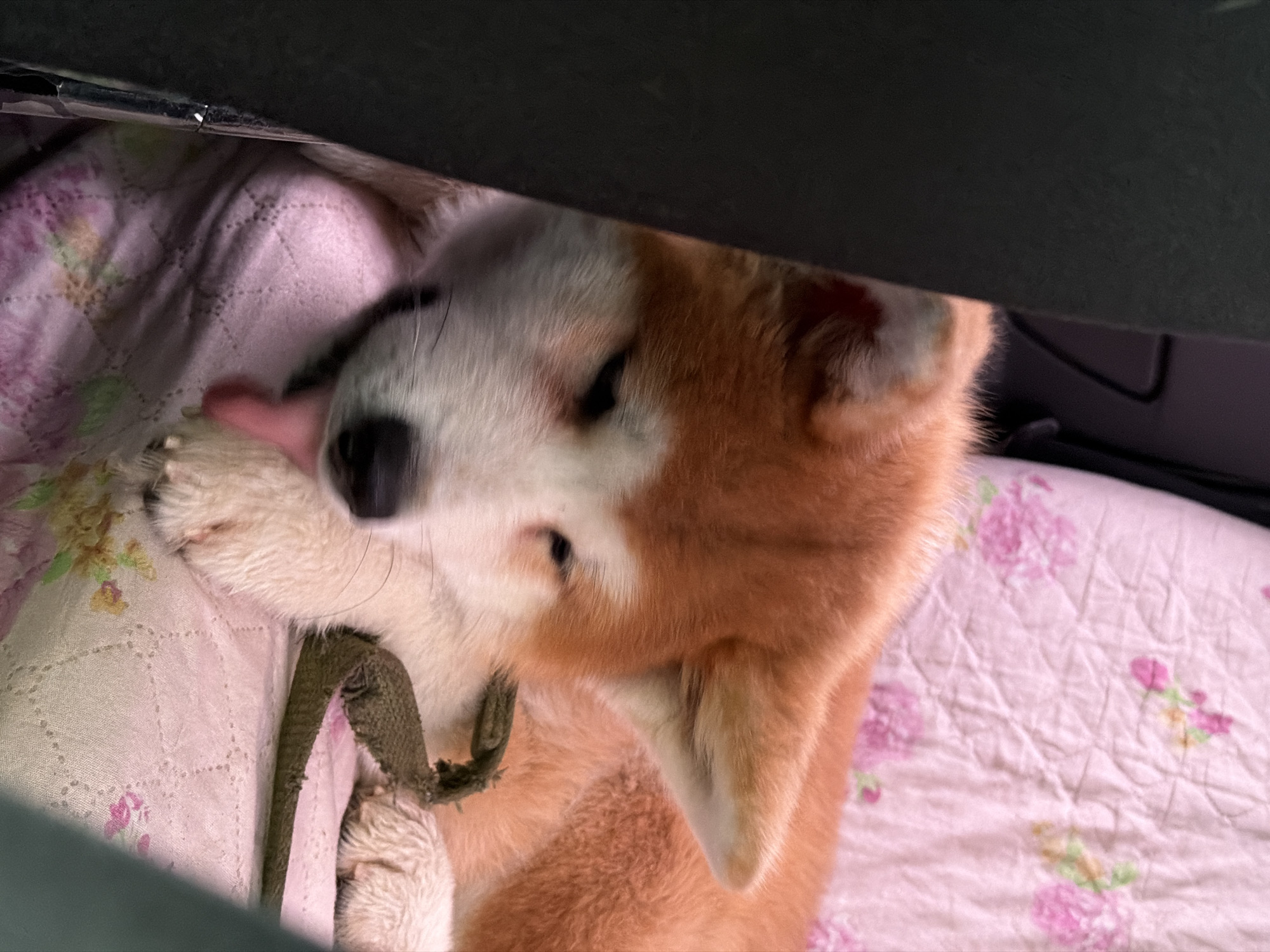 A ginger and white Akita dog lies on a quilted pink blanket with a floral pattern, resting its head and licking its paw. The dog is wearing a green collar. The scene is indoors, partially obscured by a dark, out-of-focus object overhead, possibly a car roof. The location is Chaikovsky, Russia.